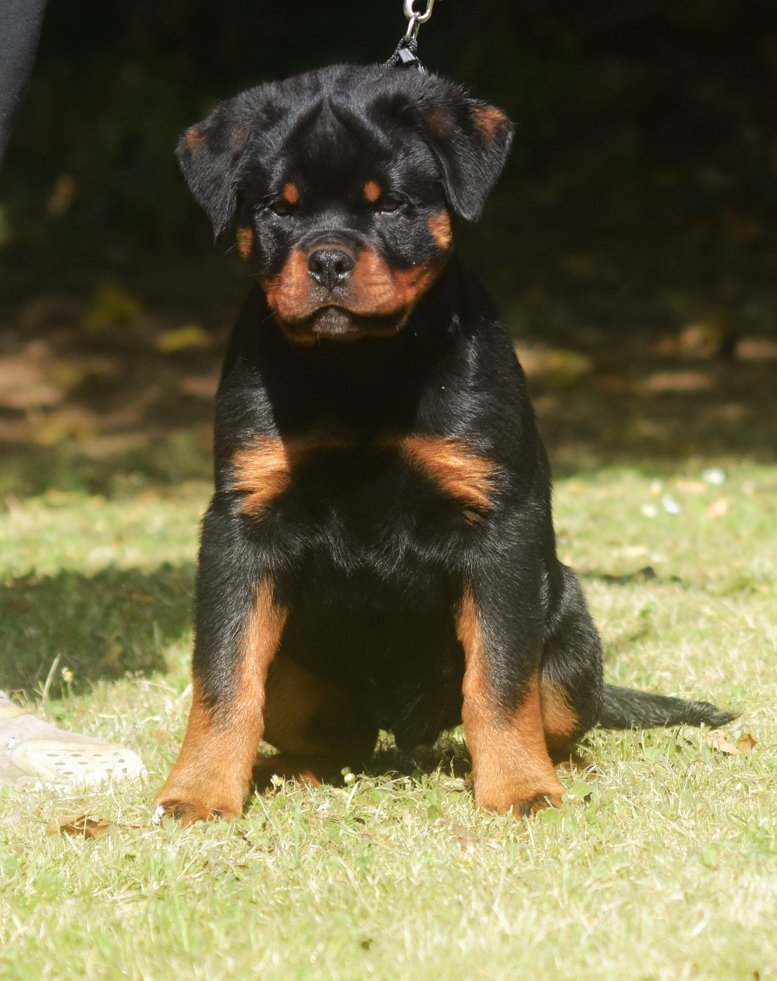 Vom Owane's Paradise - Chiots disponibles - Rottweiler