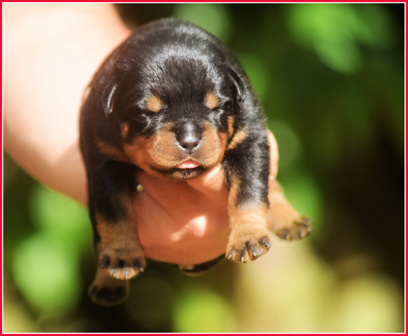 Vom Owane's Paradise - Chiots disponibles - Rottweiler