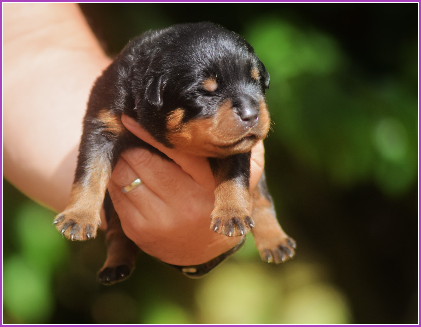 Vom Owane's Paradise - Chiots disponibles - Rottweiler