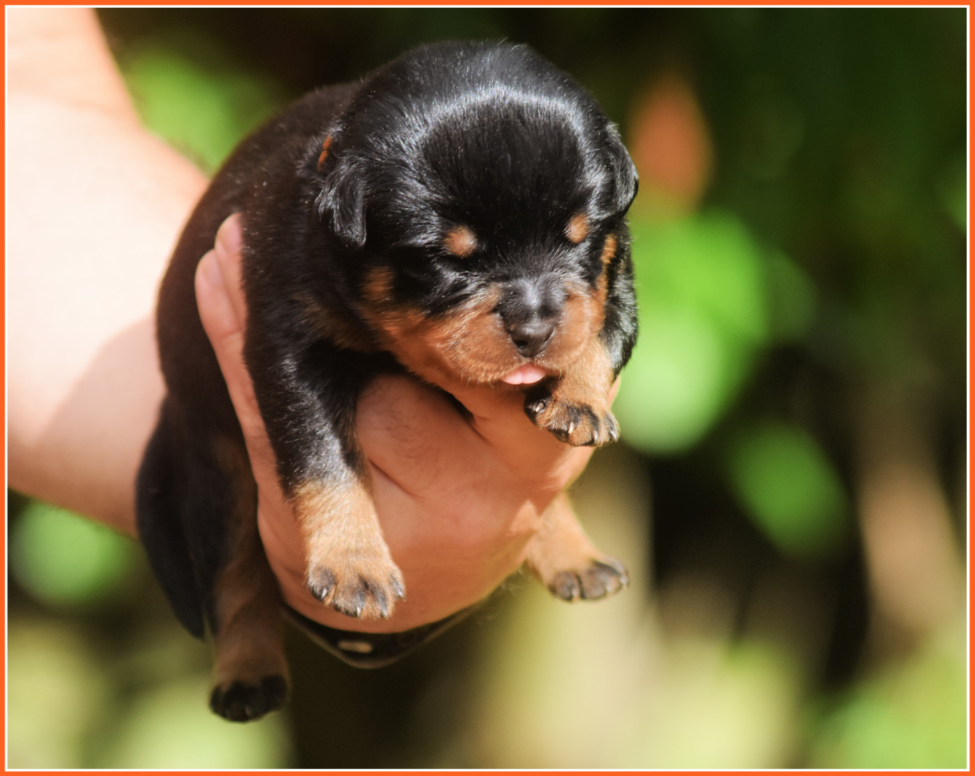Vom Owane's Paradise - Chiots disponibles - Rottweiler