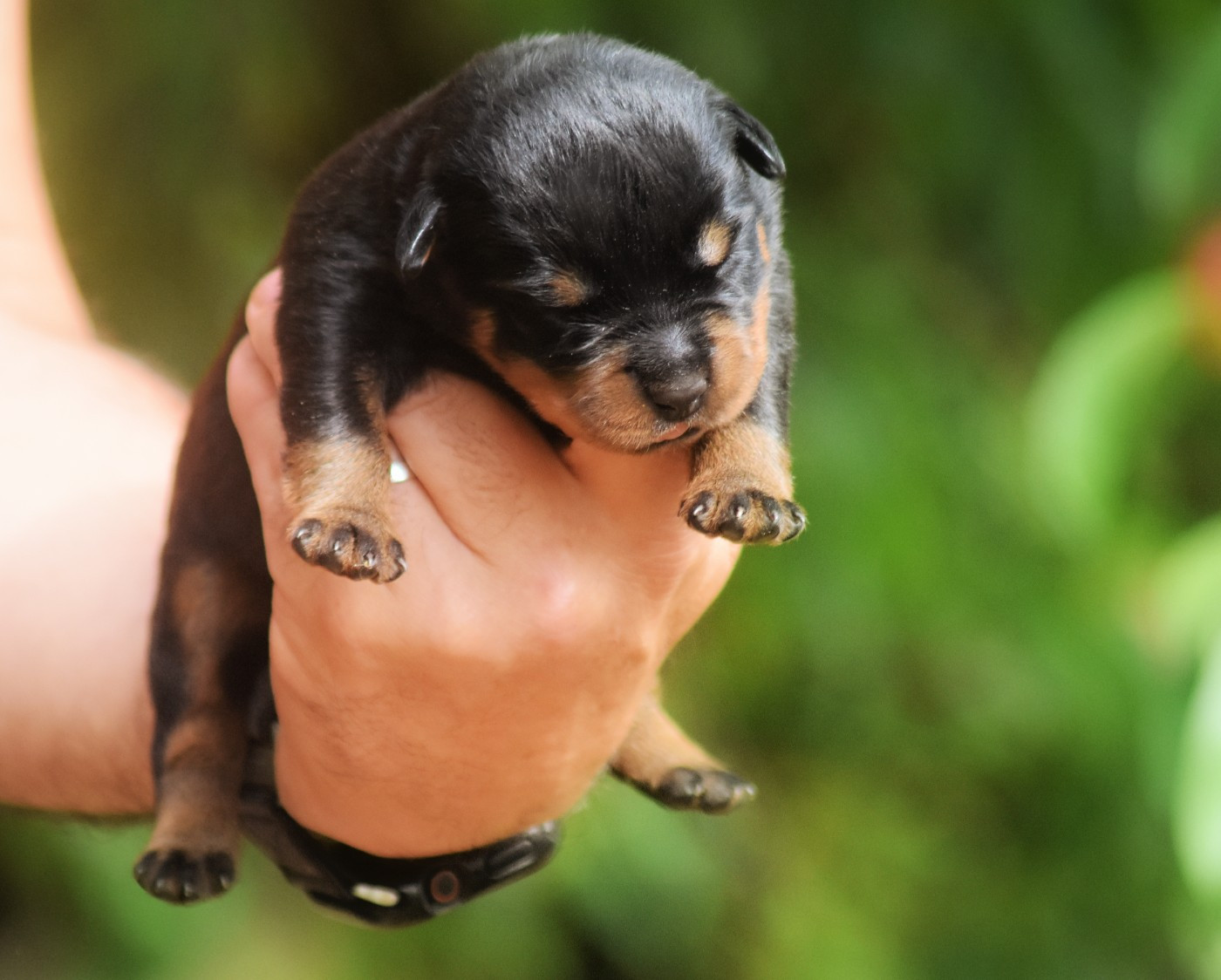 Vom Owane's Paradise - Chiots disponibles - Rottweiler