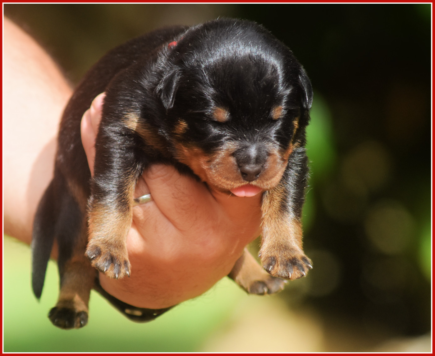 Vom Owane's Paradise - Chiots disponibles - Rottweiler