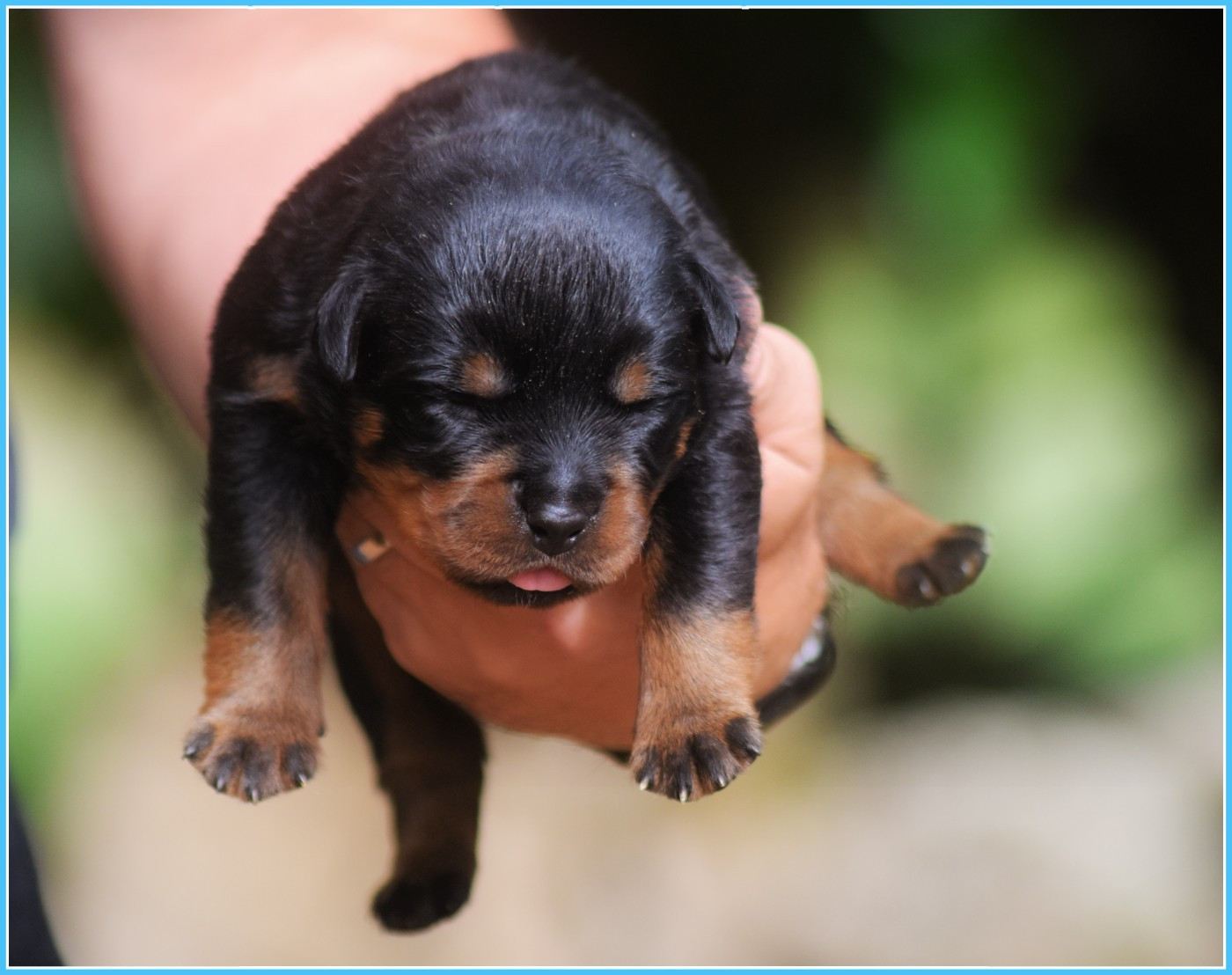 Vom Owane's Paradise - Chiots disponibles - Rottweiler