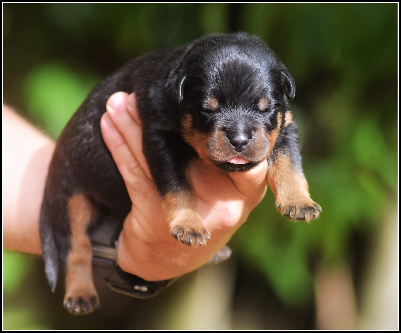 Vom Owane's Paradise - Chiots disponibles - Rottweiler
