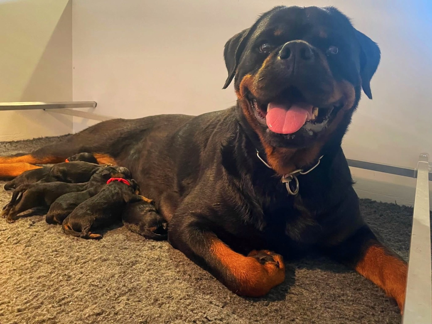Chiot Rottweiler Vom Owane's Paradise