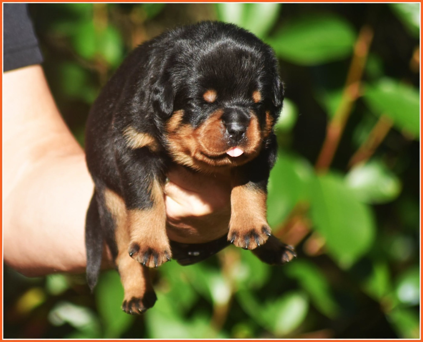 Vom Owane's Paradise - Chiots disponibles - Rottweiler