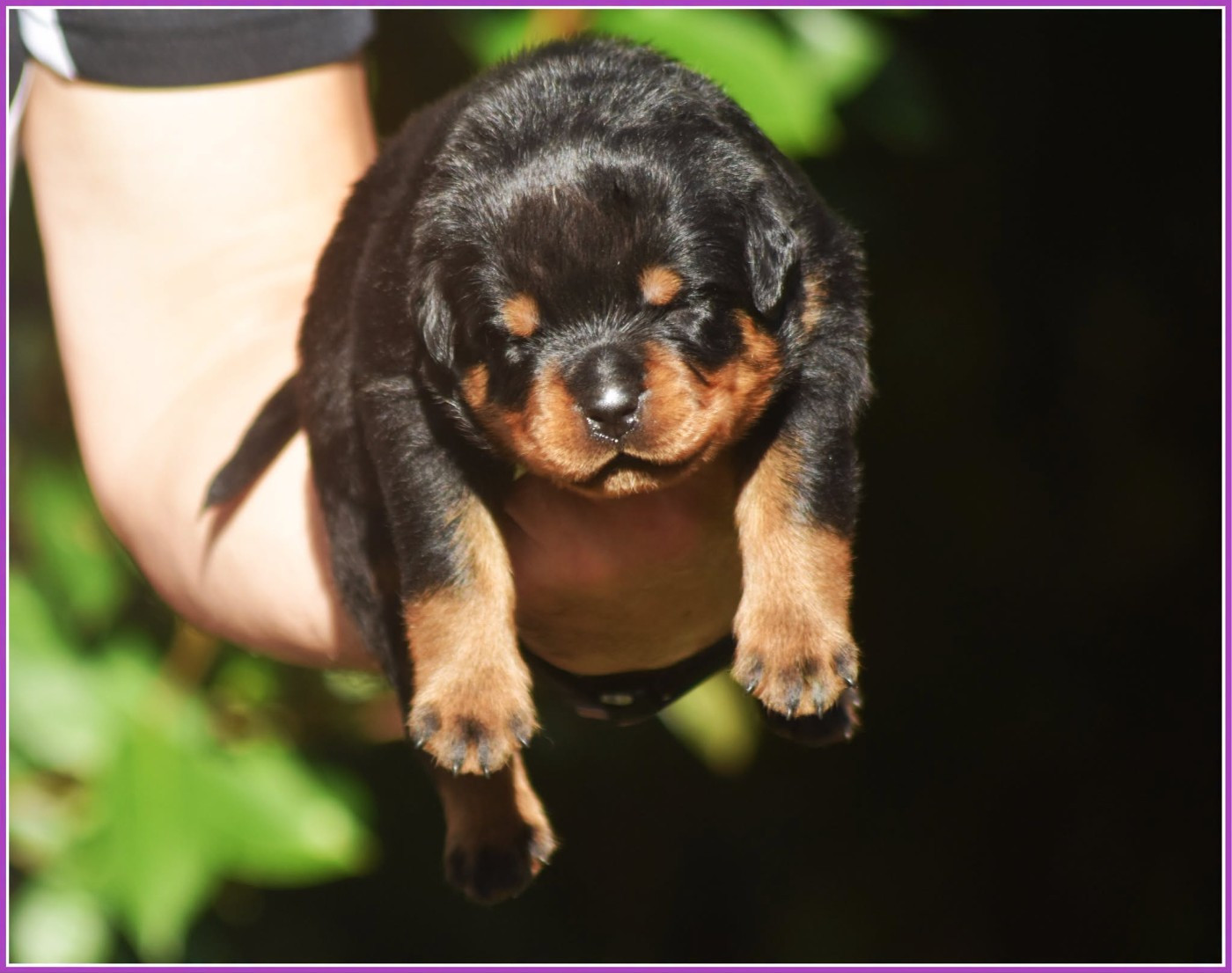 Vom Owane's Paradise - Chiots disponibles - Rottweiler