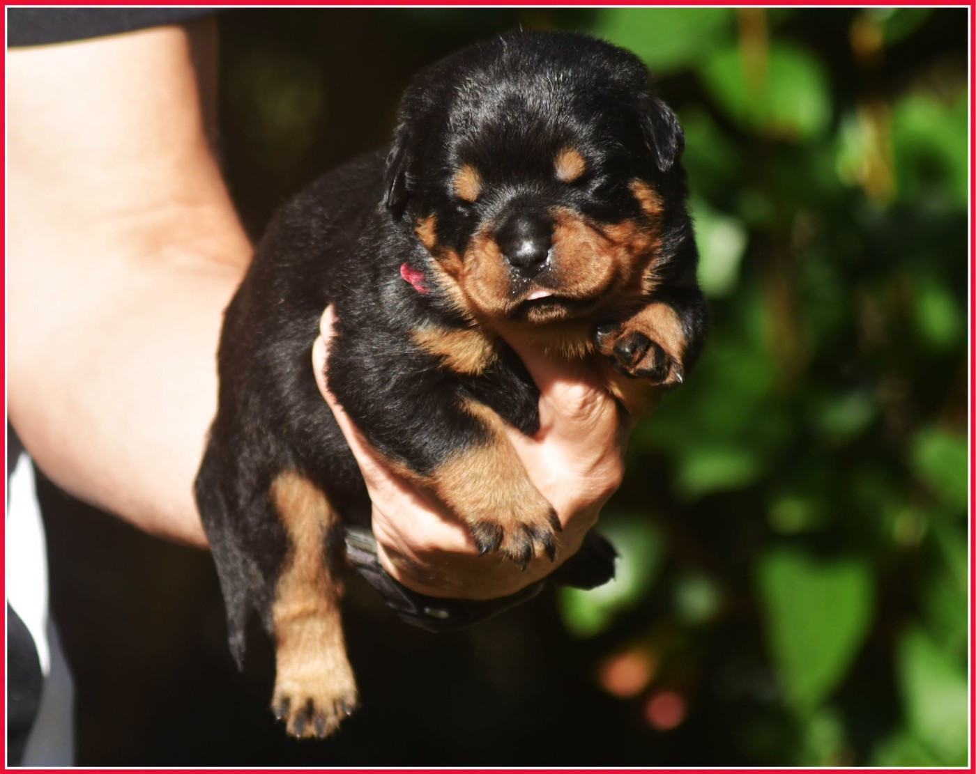 Vom Owane's Paradise - Chiots disponibles - Rottweiler