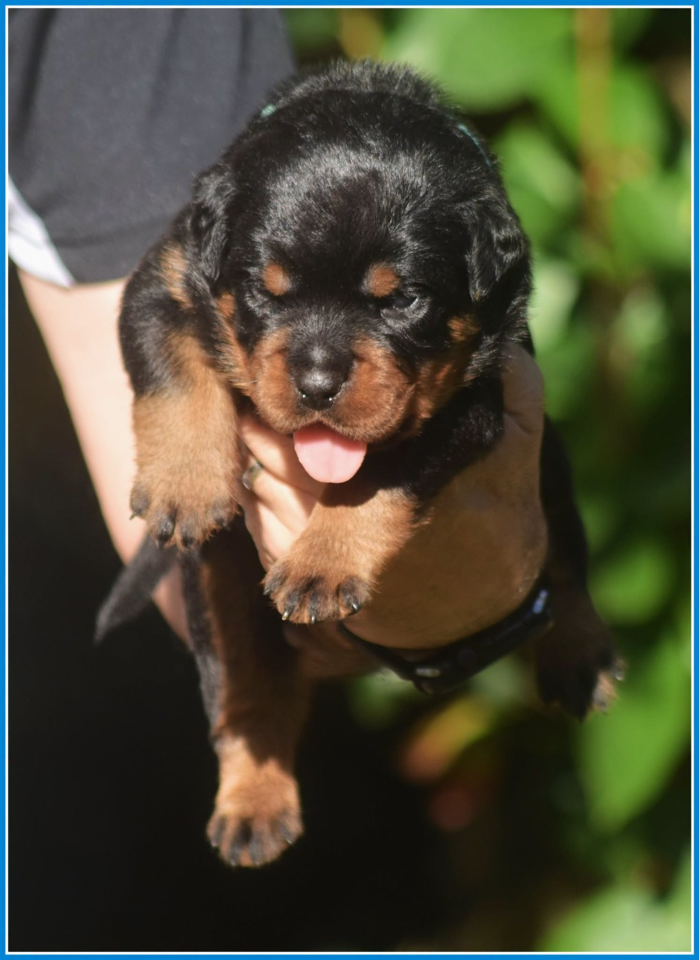 Vom Owane's Paradise - Chiots disponibles - Rottweiler