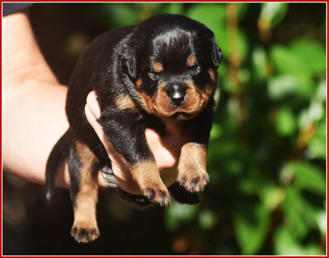 Vom Owane's Paradise - Chiots disponibles - Rottweiler