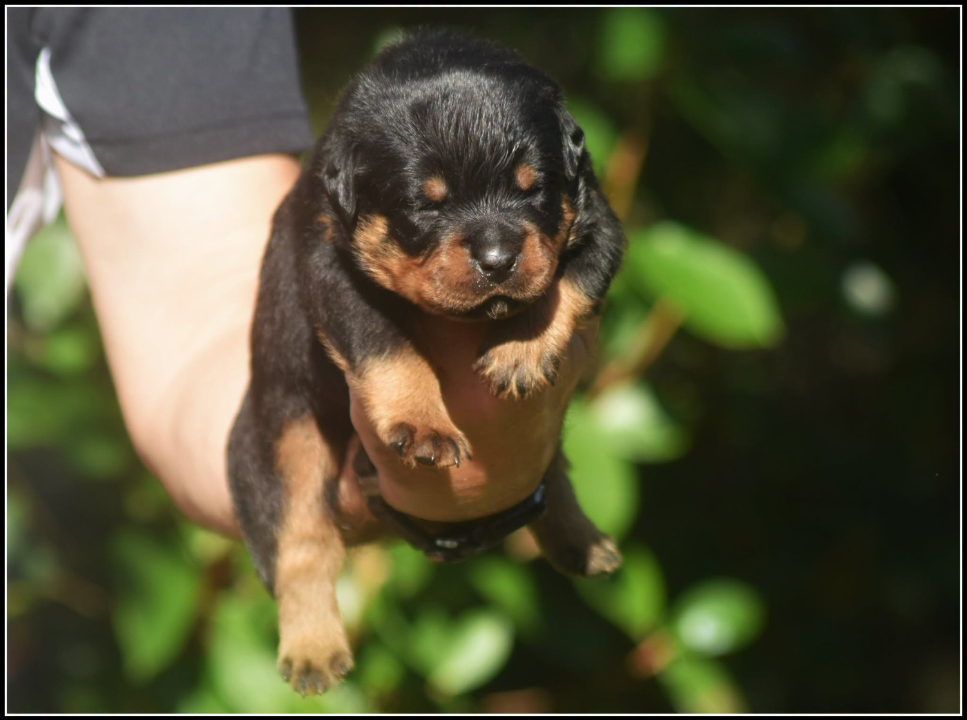 Vom Owane's Paradise - Chiots disponibles - Rottweiler