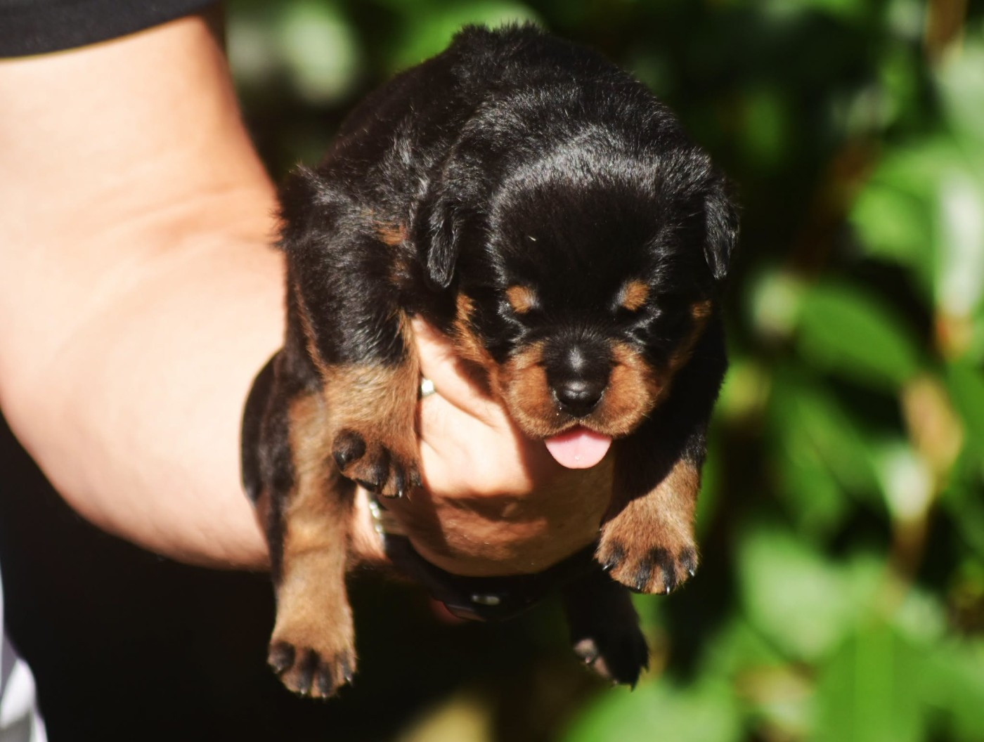 Vom Owane's Paradise - Chiots disponibles - Rottweiler