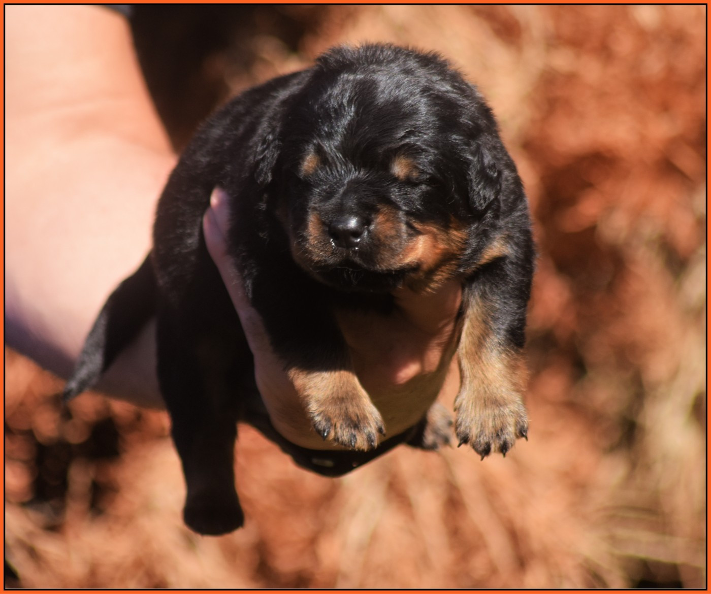 Vom Owane's Paradise - Chiots disponibles - Rottweiler
