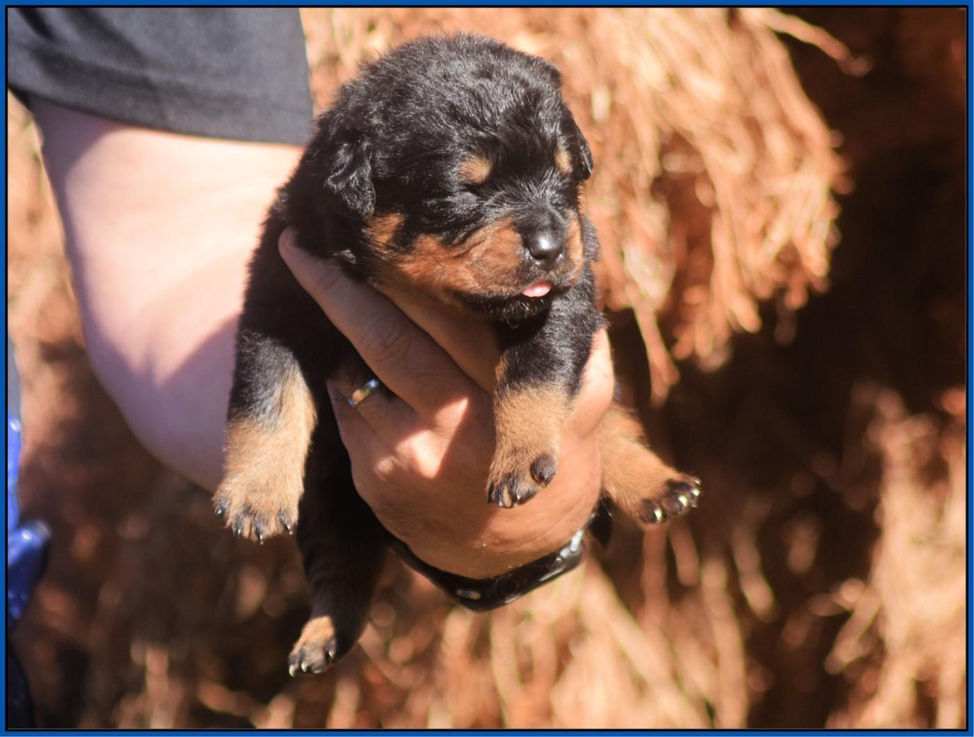 Vom Owane's Paradise - Chiots disponibles - Rottweiler