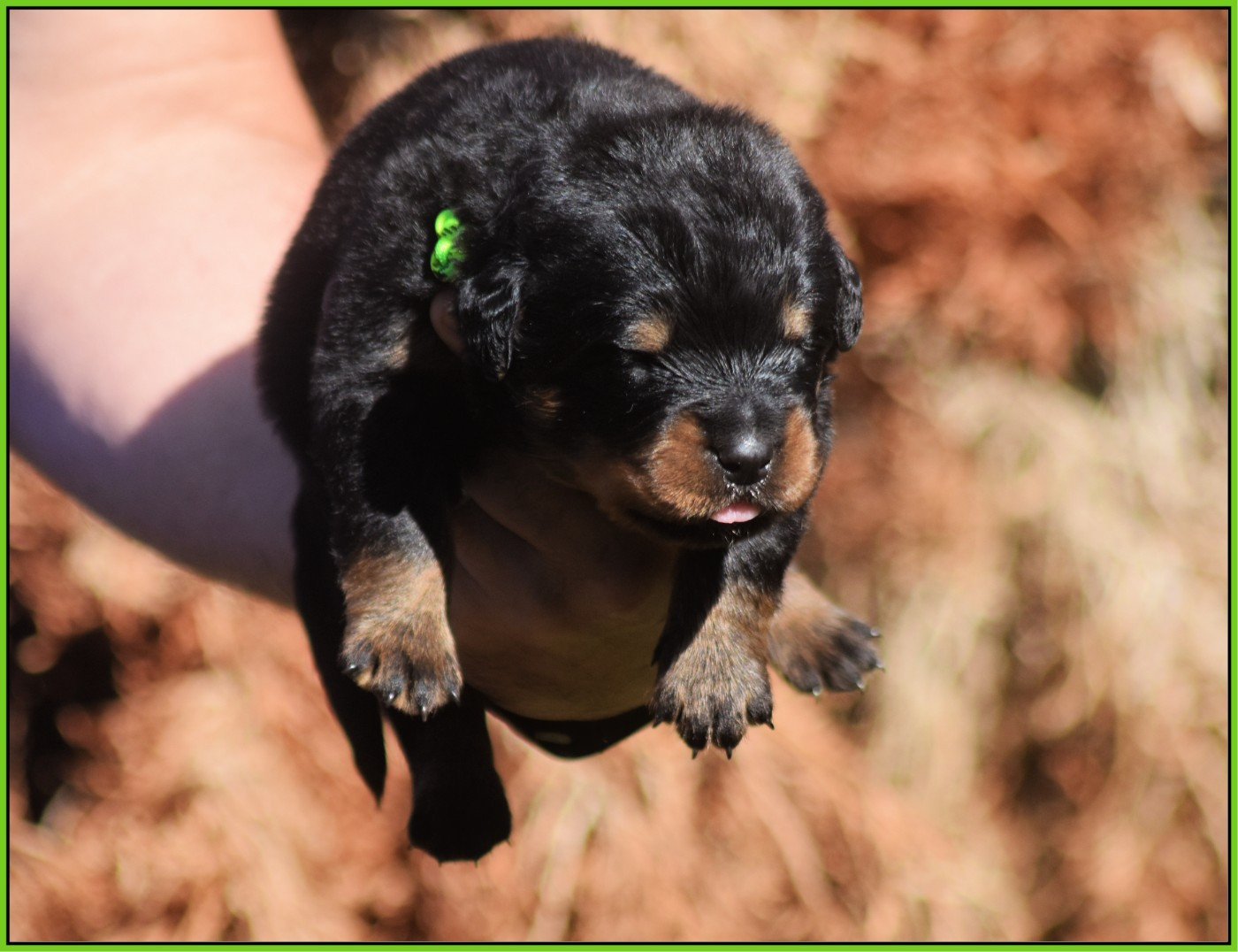 Vom Owane's Paradise - Chiots disponibles - Rottweiler