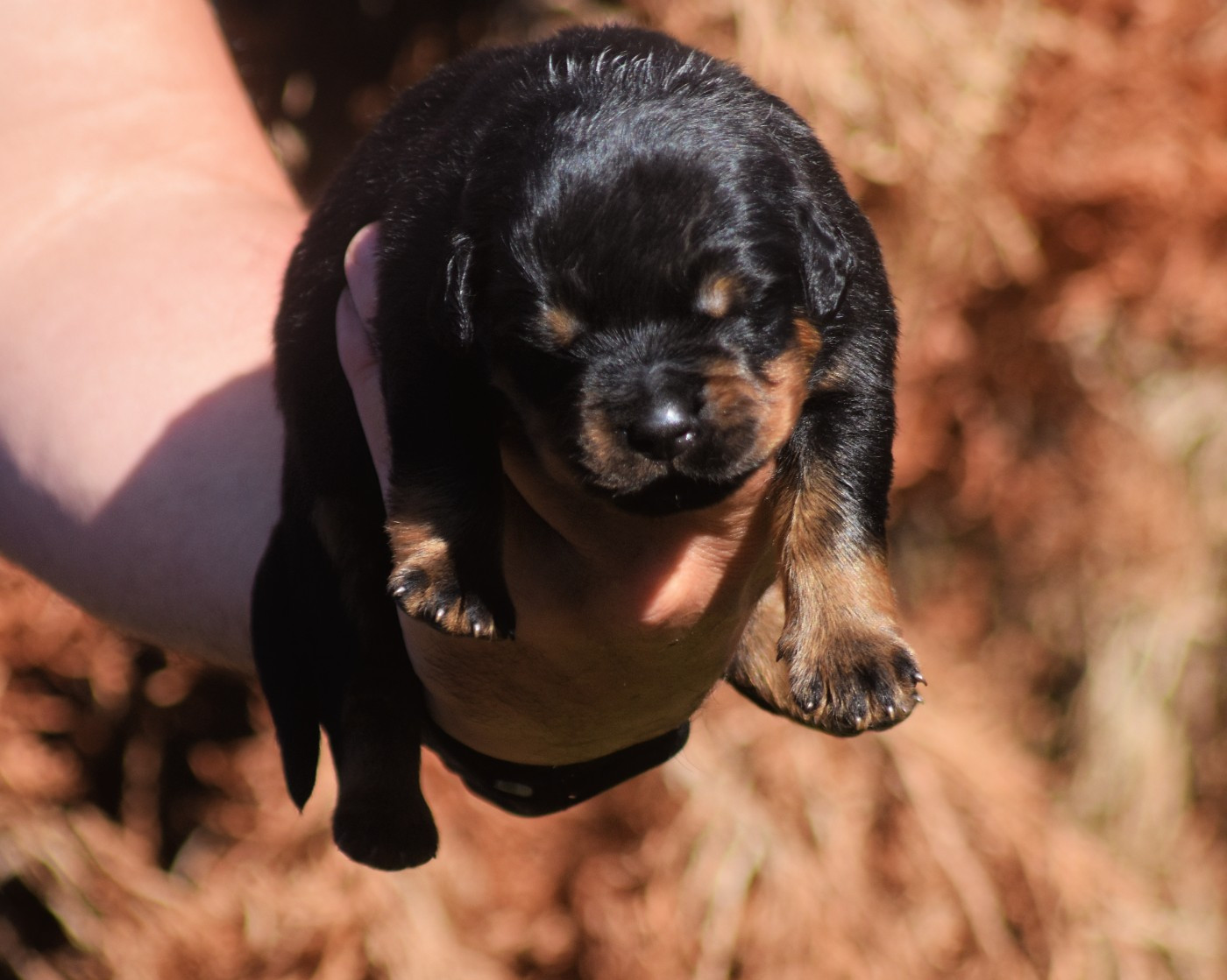 Vom Owane's Paradise - Chiots disponibles - Rottweiler