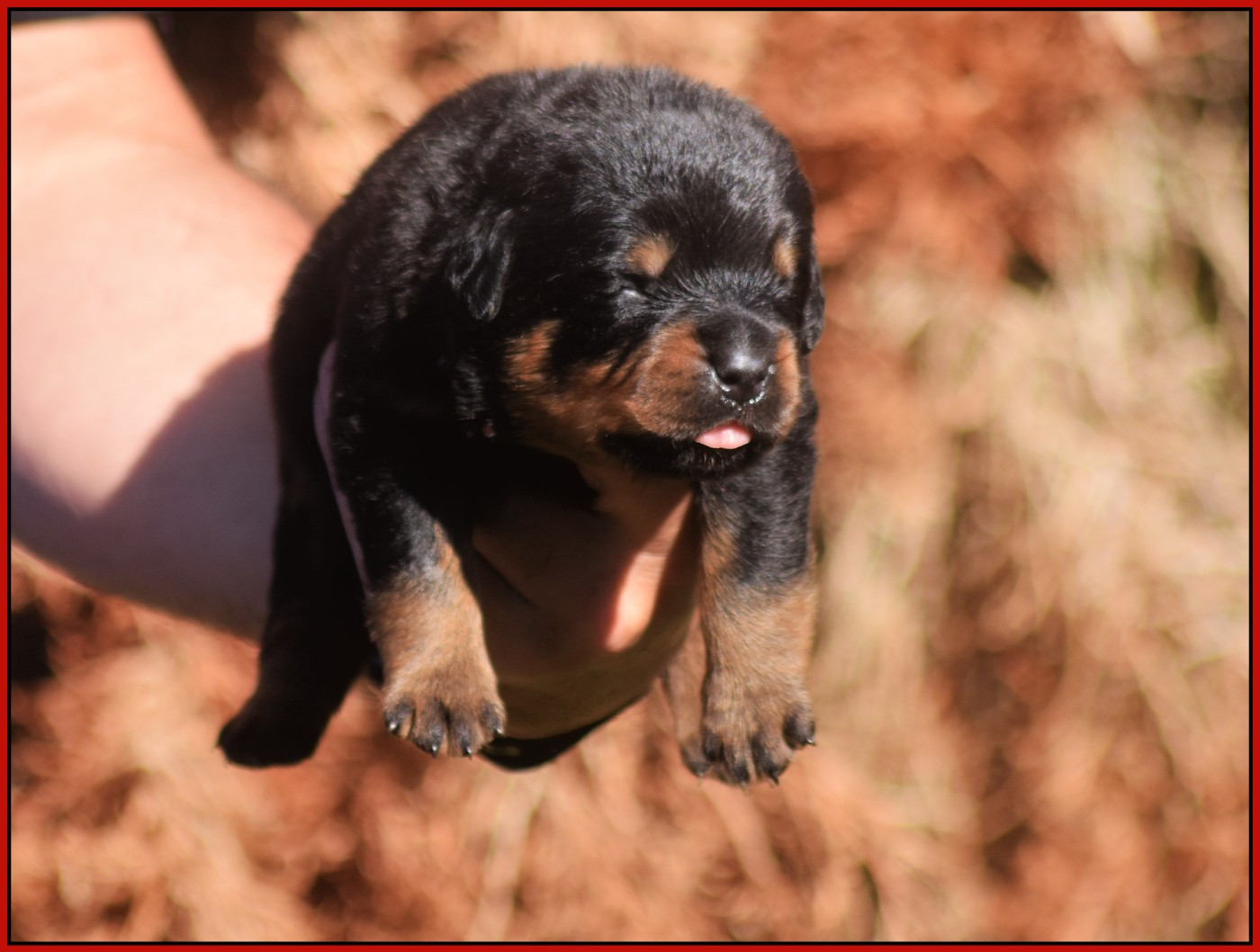 Vom Owane's Paradise - Chiots disponibles - Rottweiler