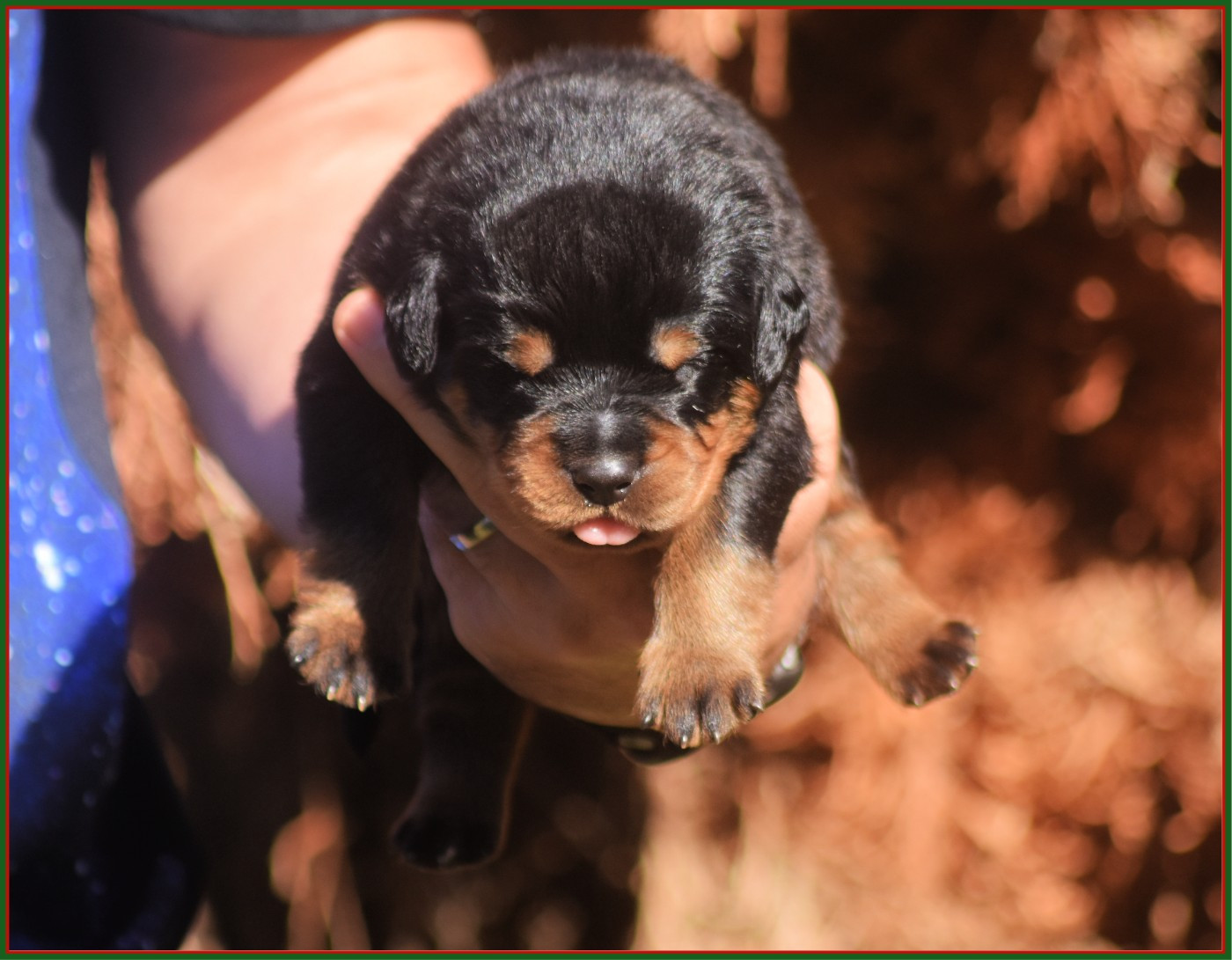 Vom Owane's Paradise - Chiots disponibles - Rottweiler