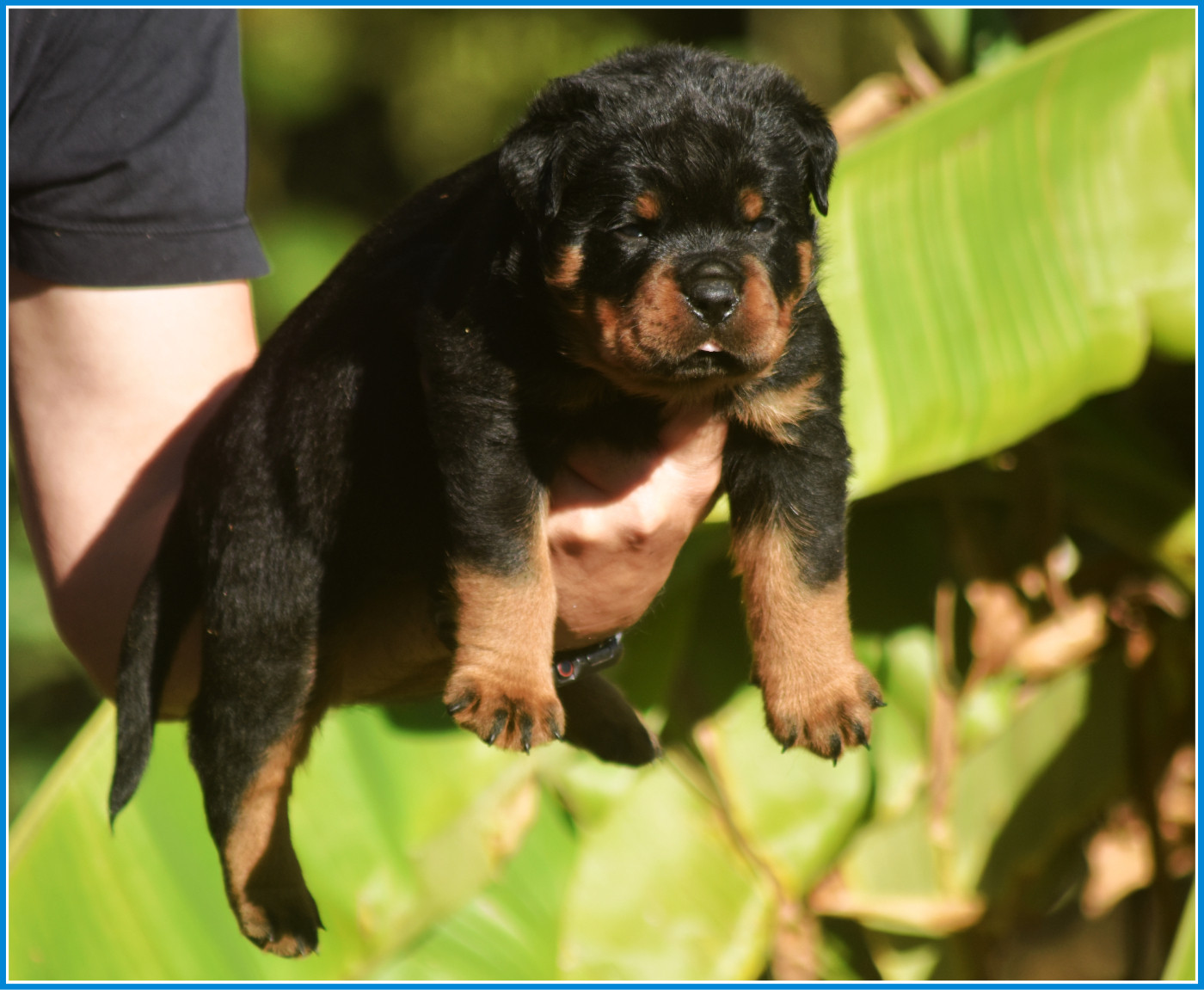 Vom Owane's Paradise - Chiots disponibles - Rottweiler