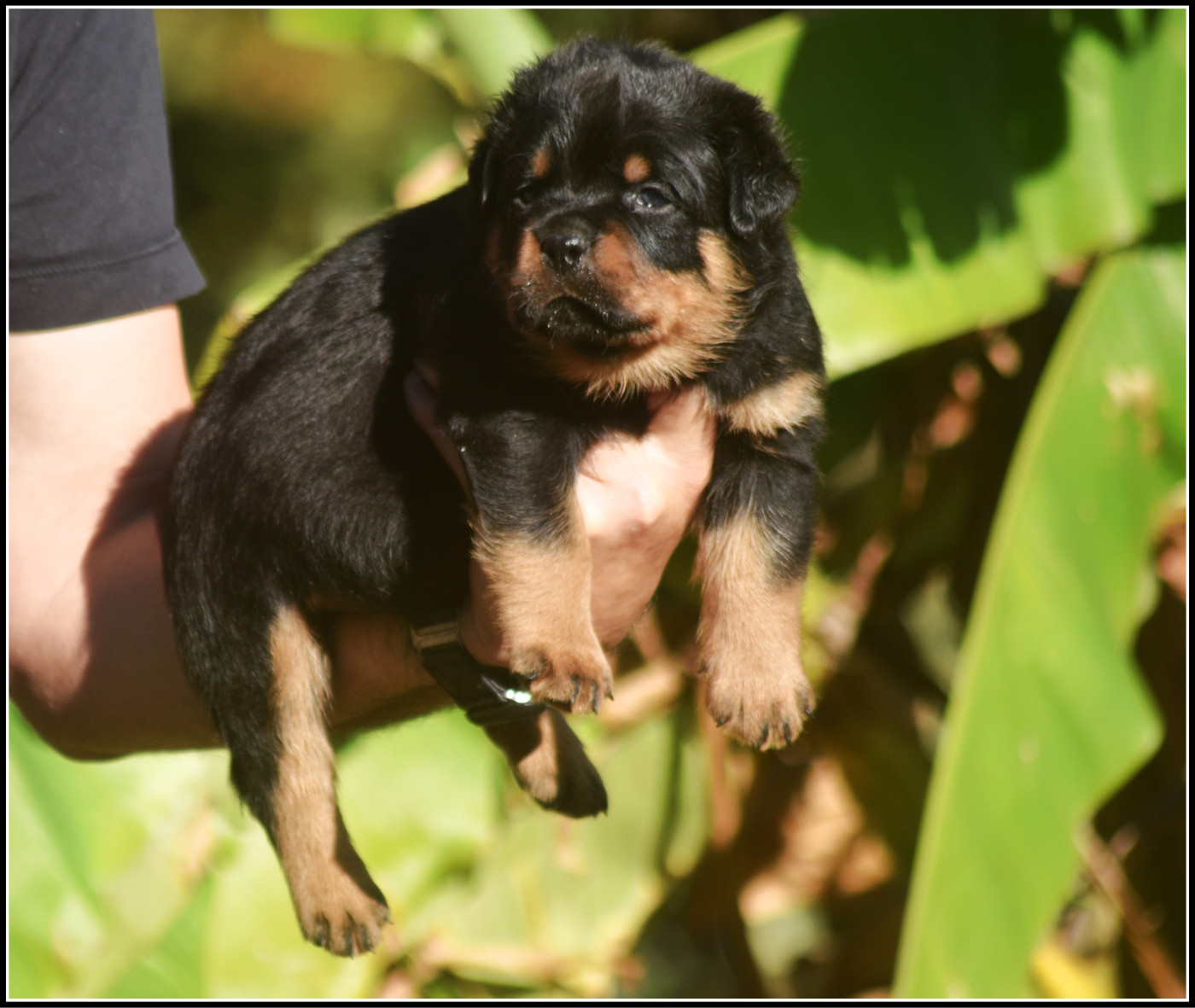 Vom Owane's Paradise - Chiots disponibles - Rottweiler