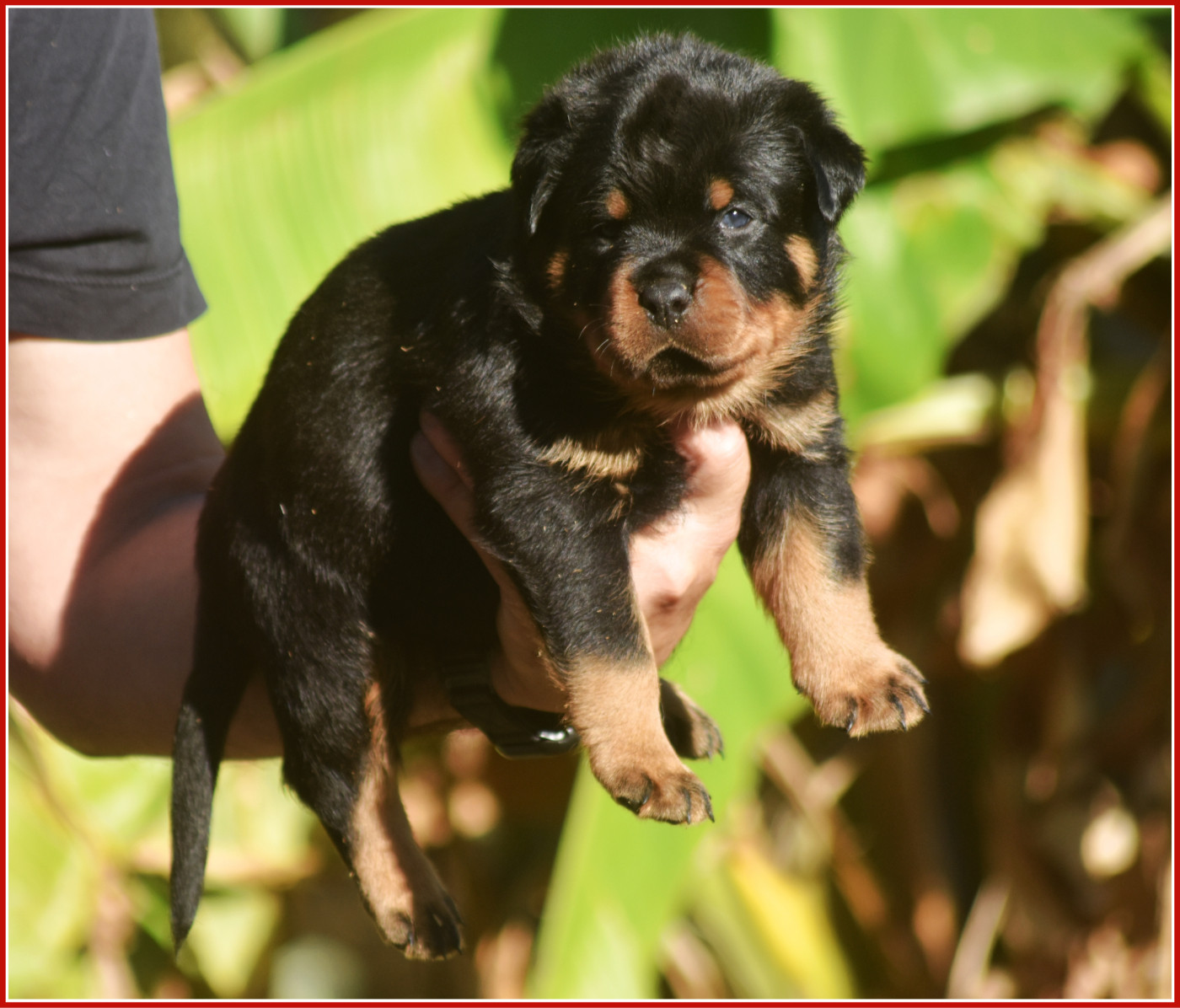 Vom Owane's Paradise - Chiots disponibles - Rottweiler