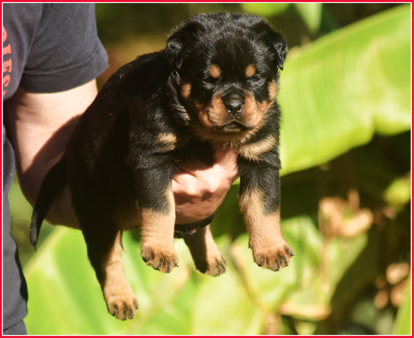 Vom Owane's Paradise - Chiots disponibles - Rottweiler