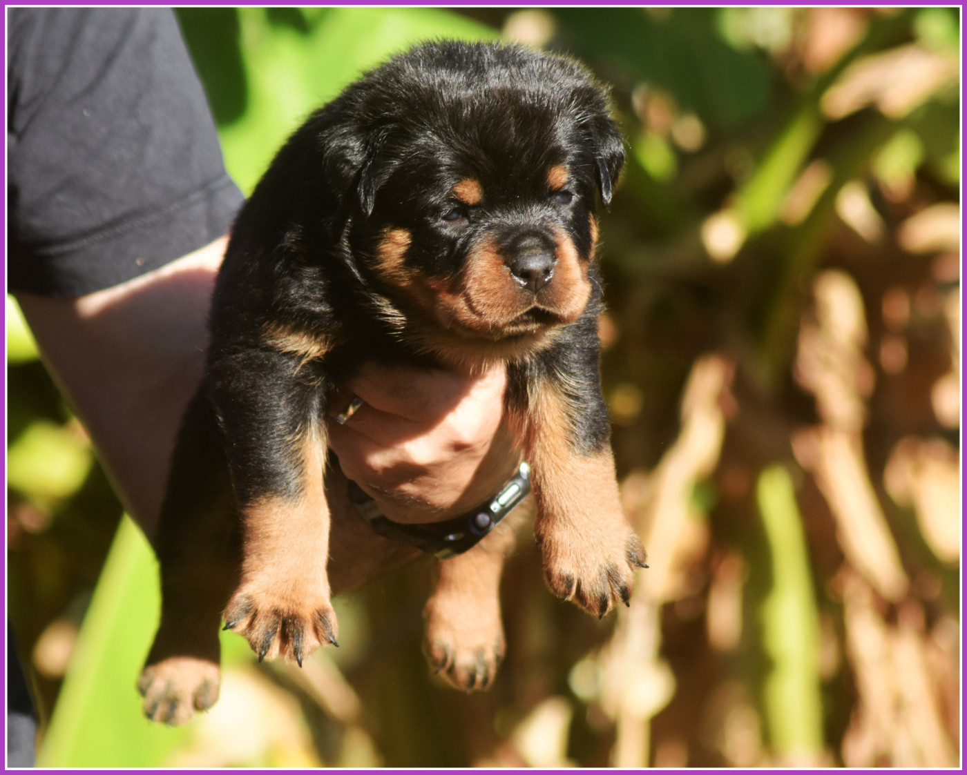 Vom Owane's Paradise - Chiots disponibles - Rottweiler