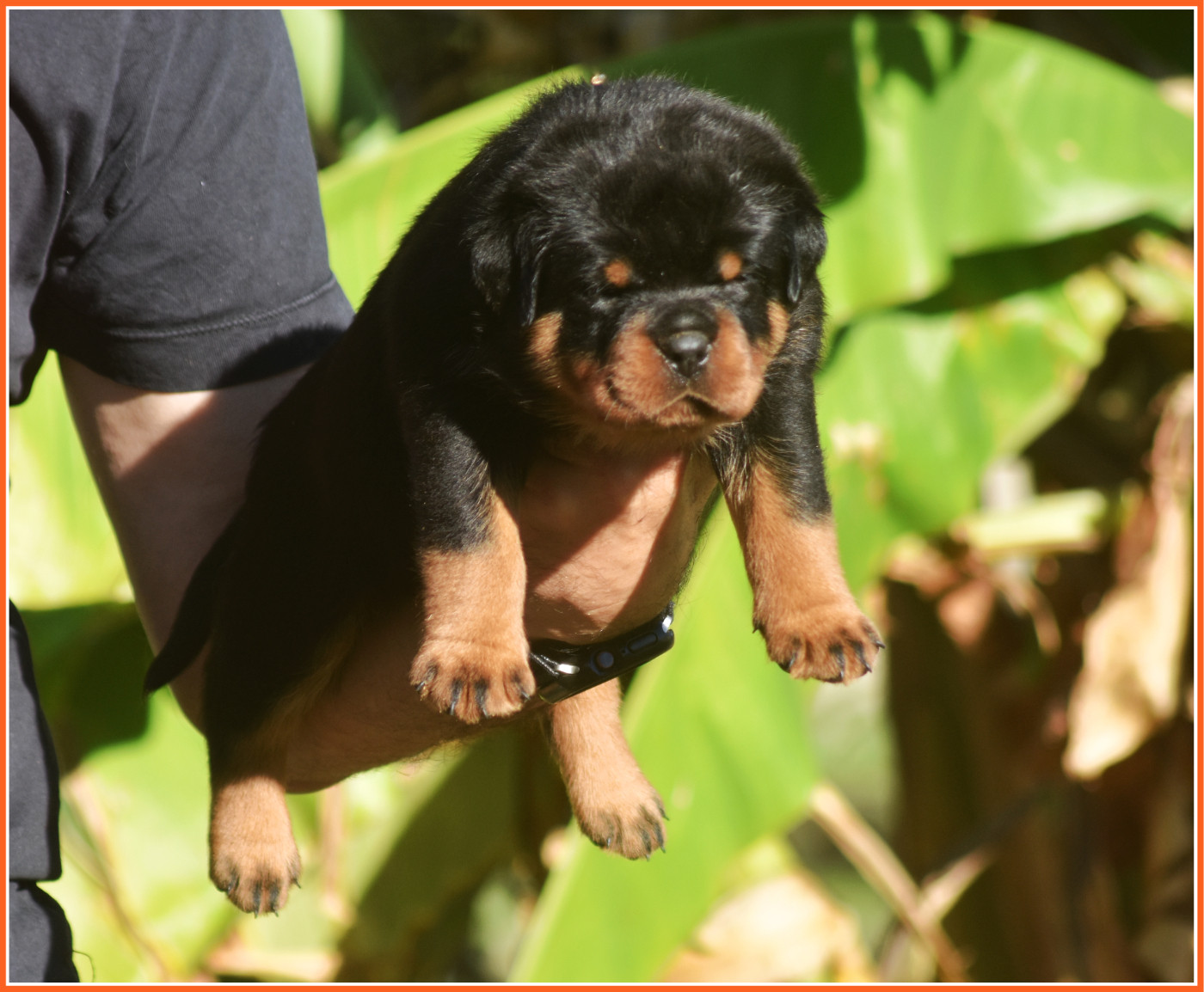 Vom Owane's Paradise - Chiots disponibles - Rottweiler