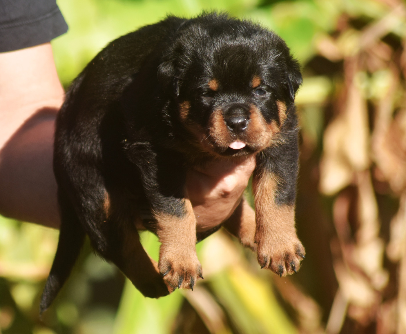 Vom Owane's Paradise - Chiots disponibles - Rottweiler