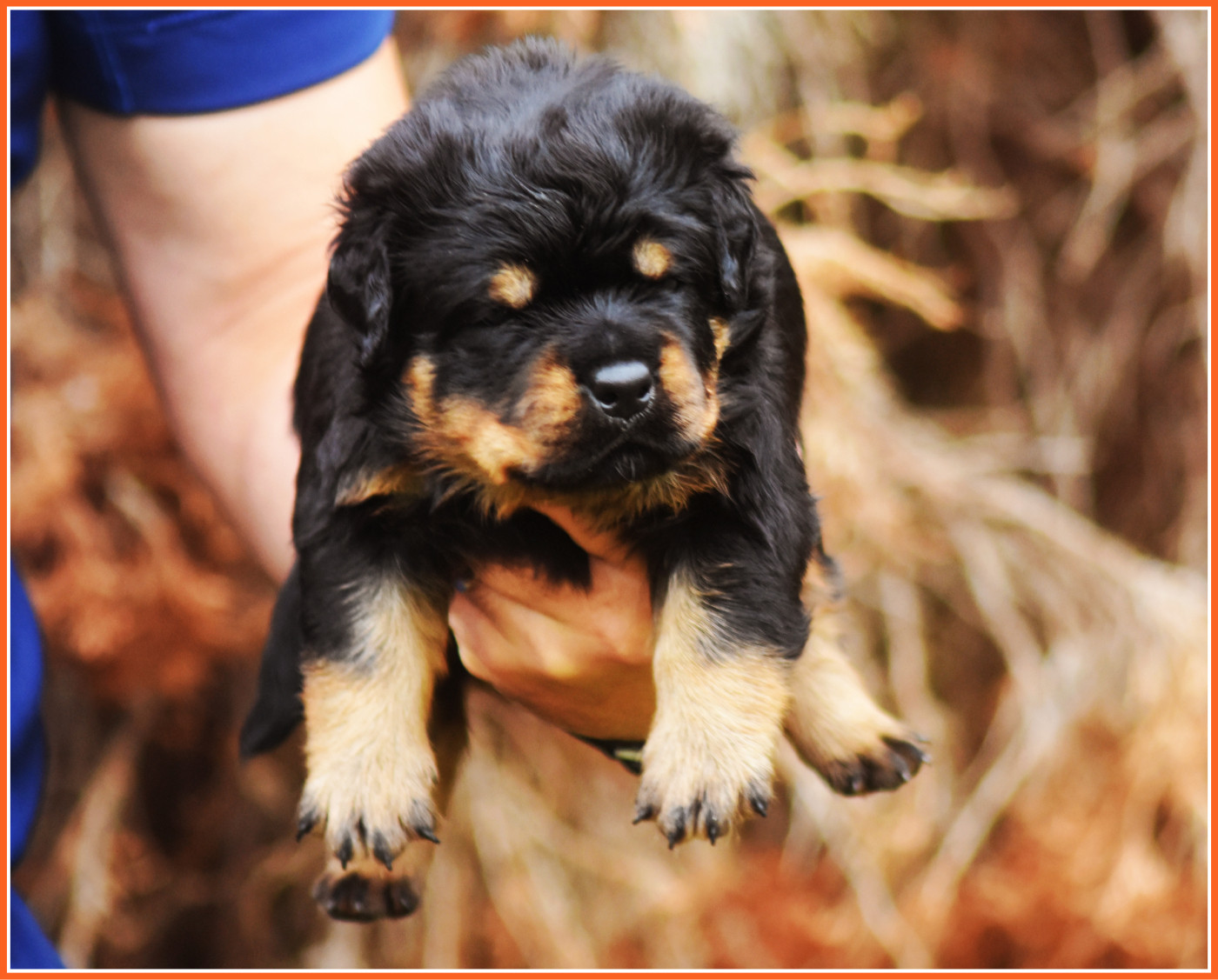 Vom Owane's Paradise - Chiots disponibles - Rottweiler