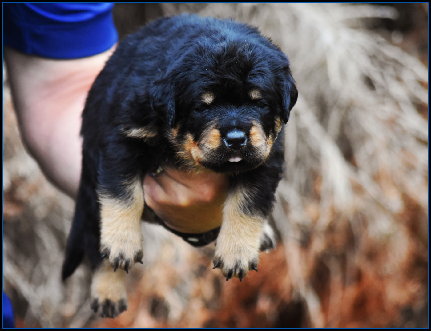 Vom Owane's Paradise - Chiots disponibles - Rottweiler