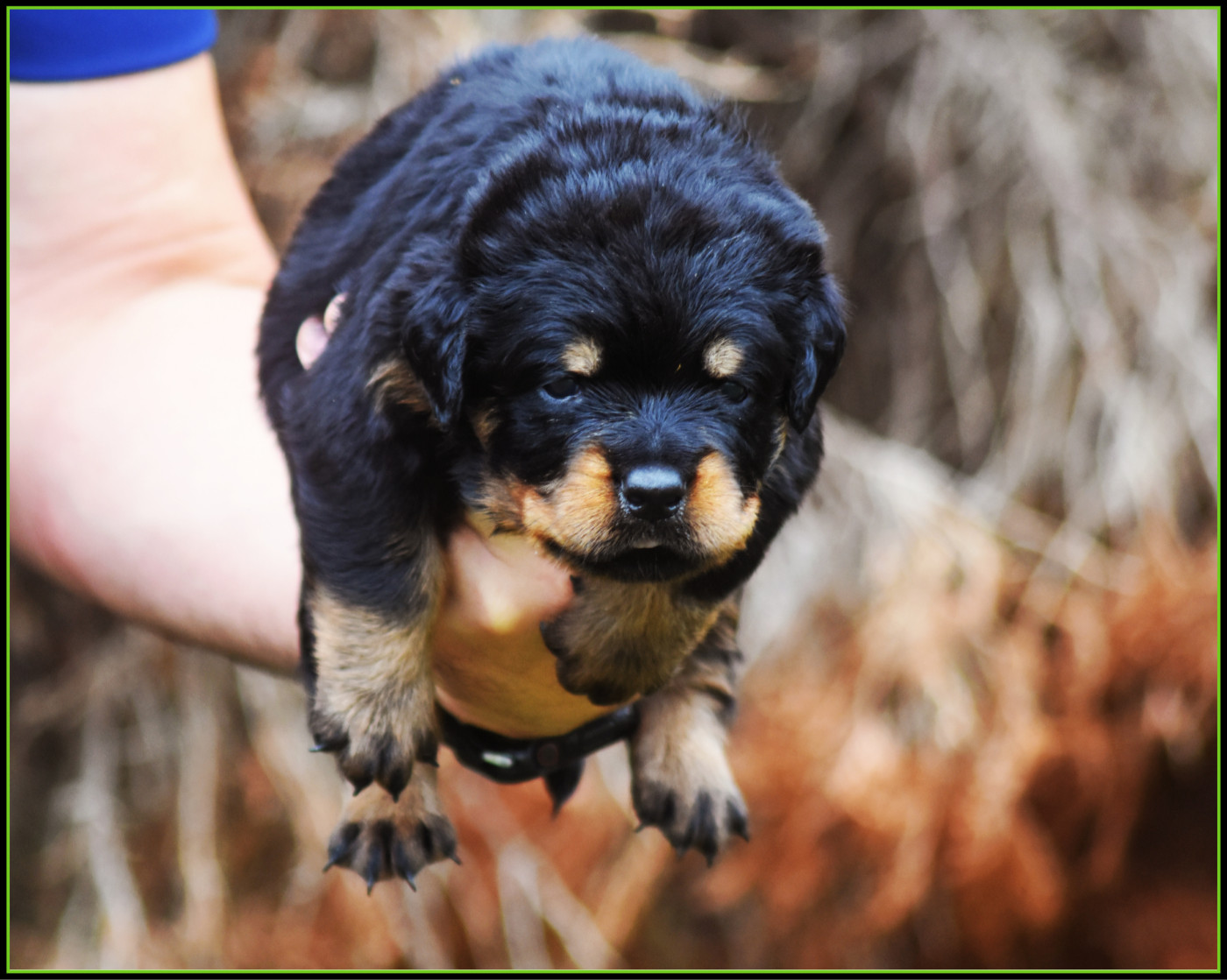 Vom Owane's Paradise - Chiots disponibles - Rottweiler