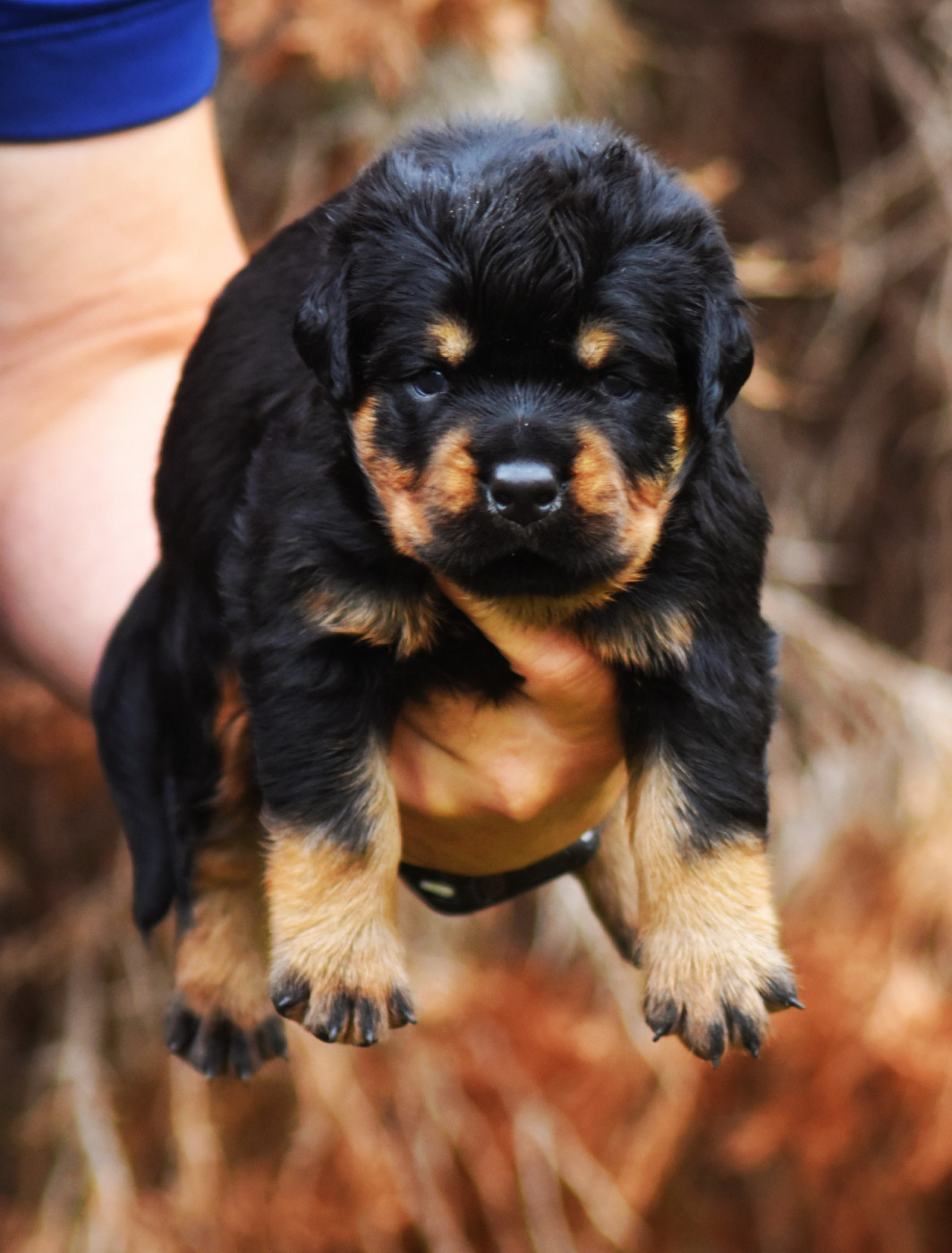 Vom Owane's Paradise - Chiots disponibles - Rottweiler