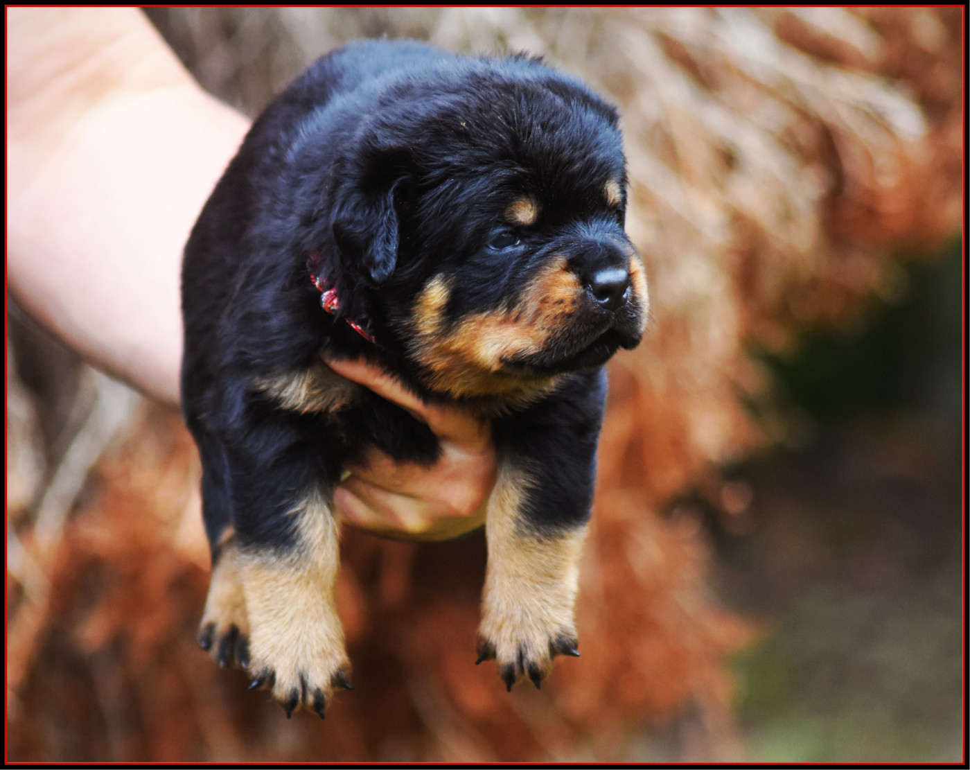 Vom Owane's Paradise - Chiots disponibles - Rottweiler