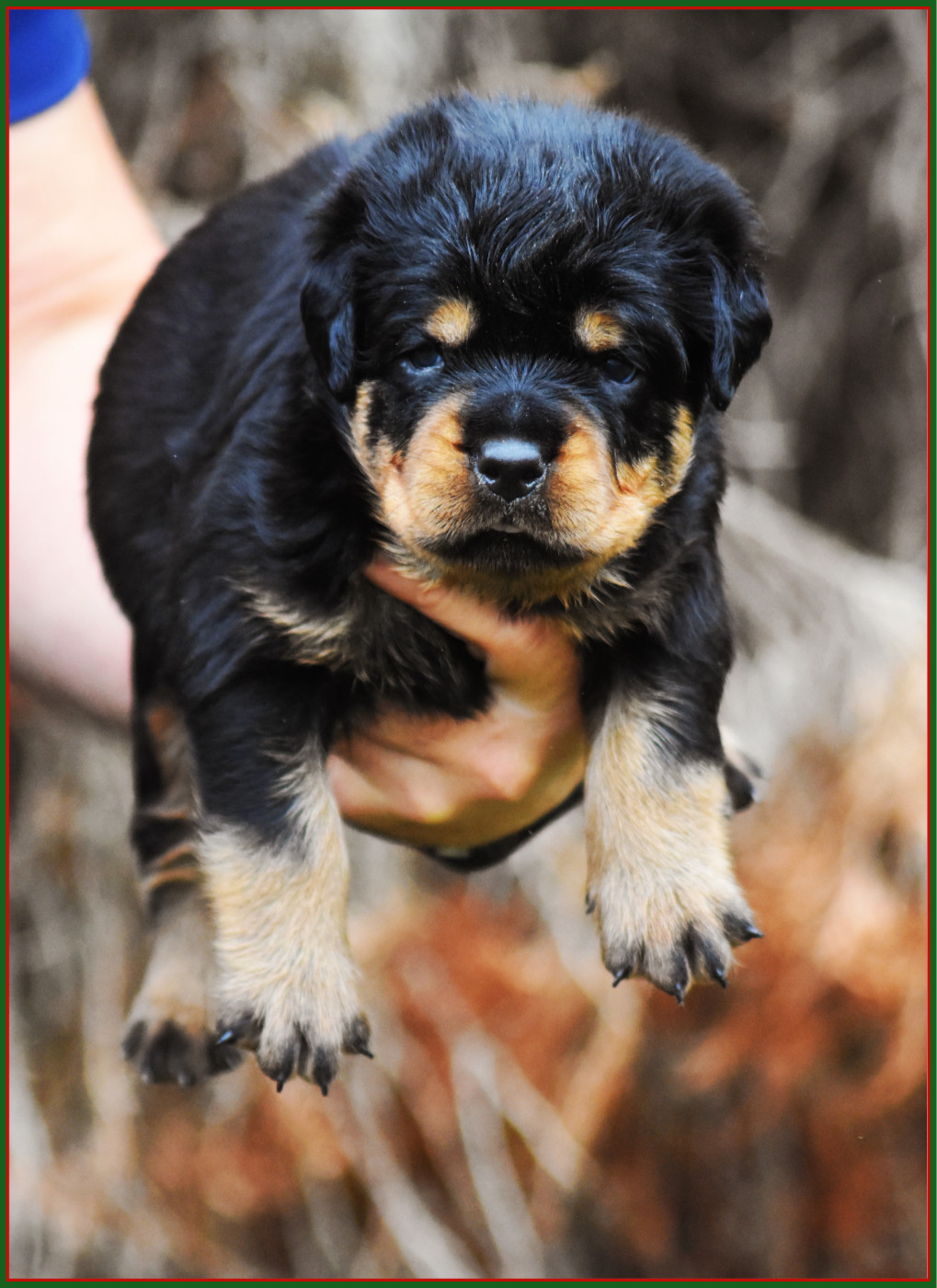 Vom Owane's Paradise - Chiots disponibles - Rottweiler