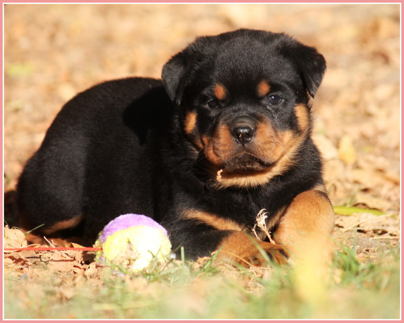 Vom Owane's Paradise - Chiots disponibles - Rottweiler