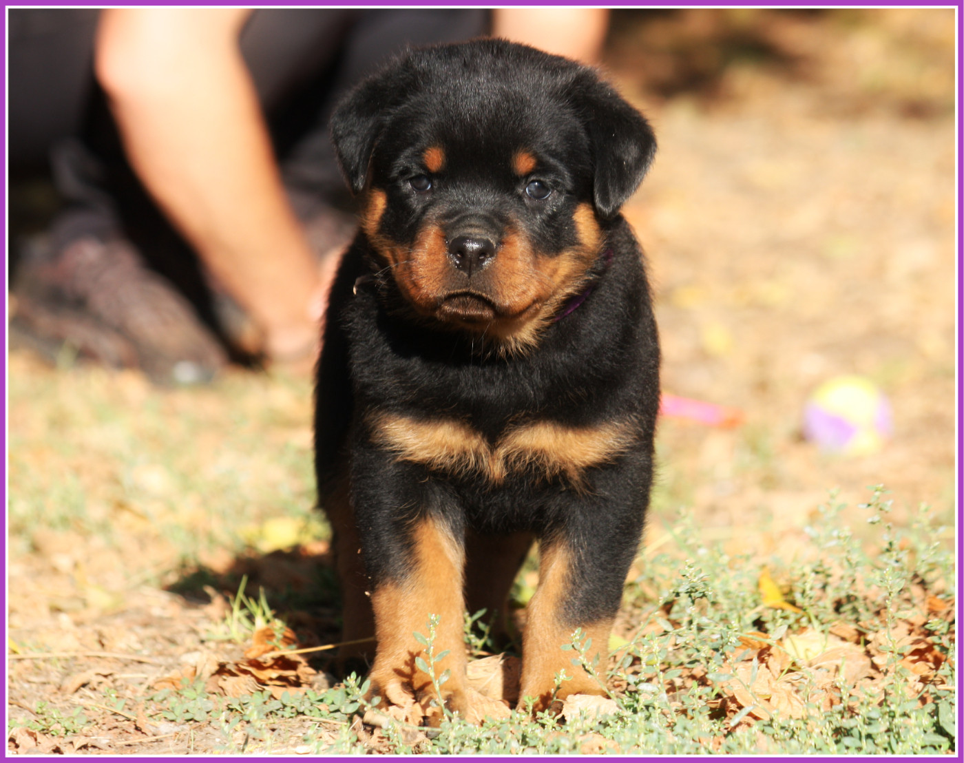 Vom Owane's Paradise - Chiots disponibles - Rottweiler