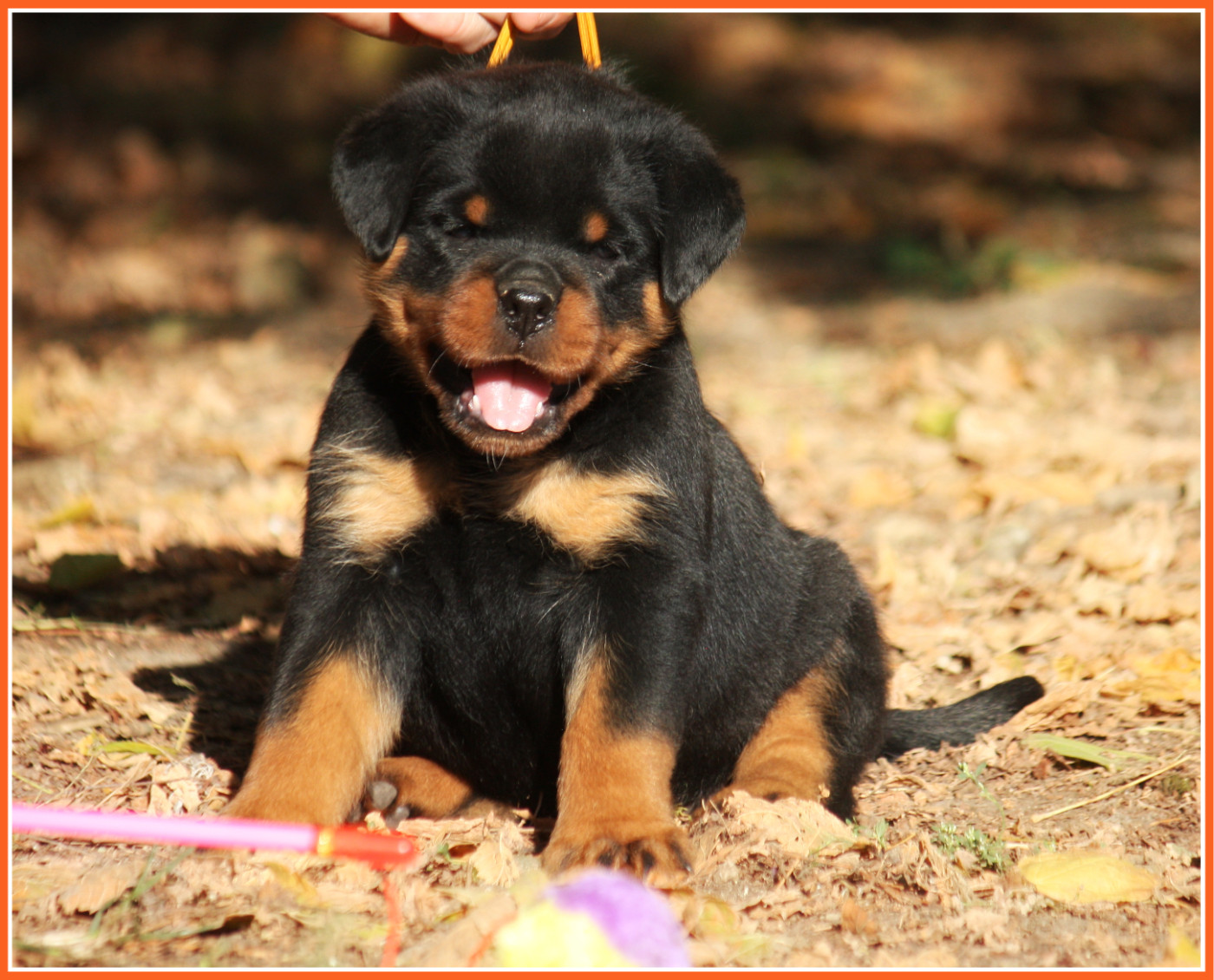 Vom Owane's Paradise - Chiots disponibles - Rottweiler