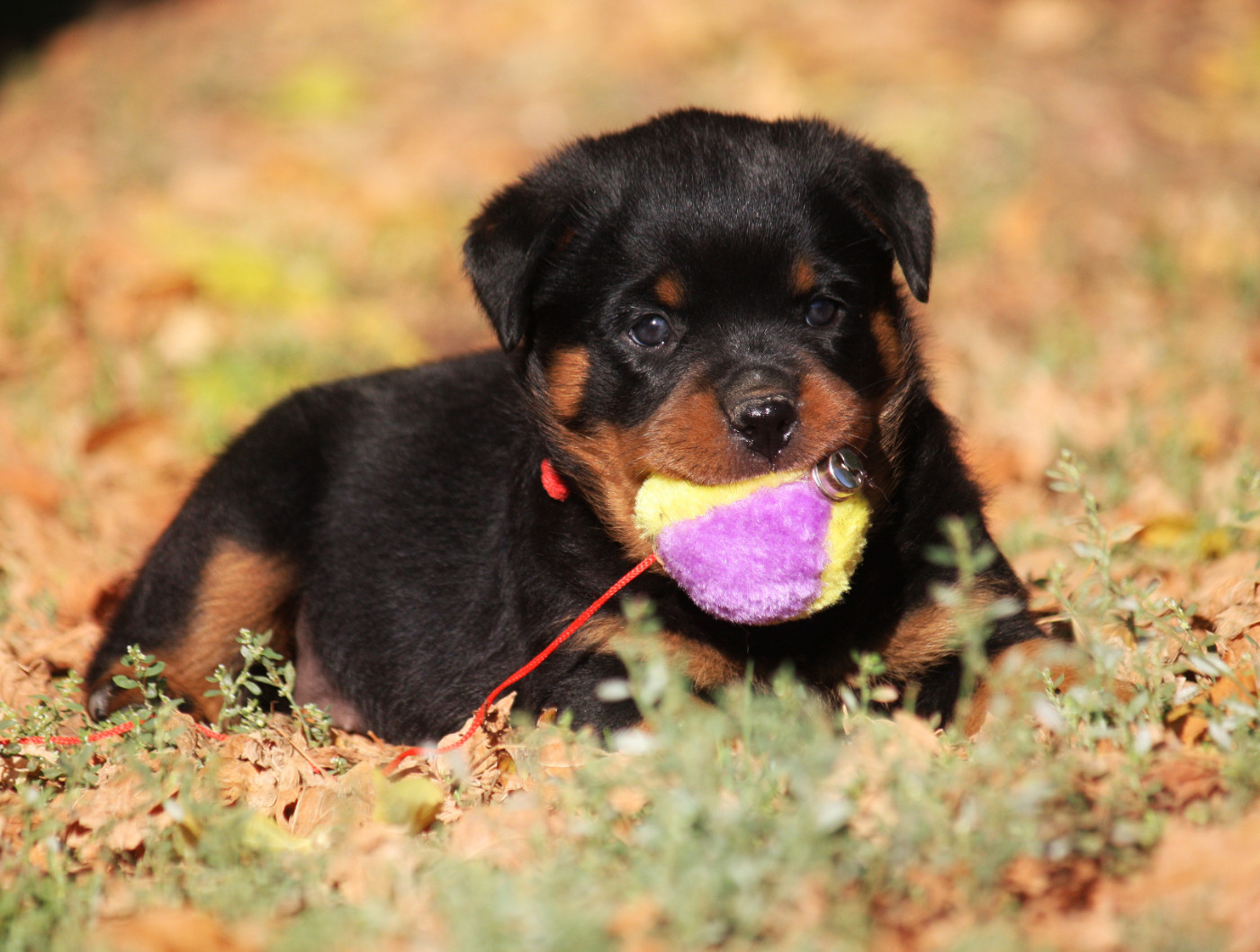 Vom Owane's Paradise - Chiots disponibles - Rottweiler