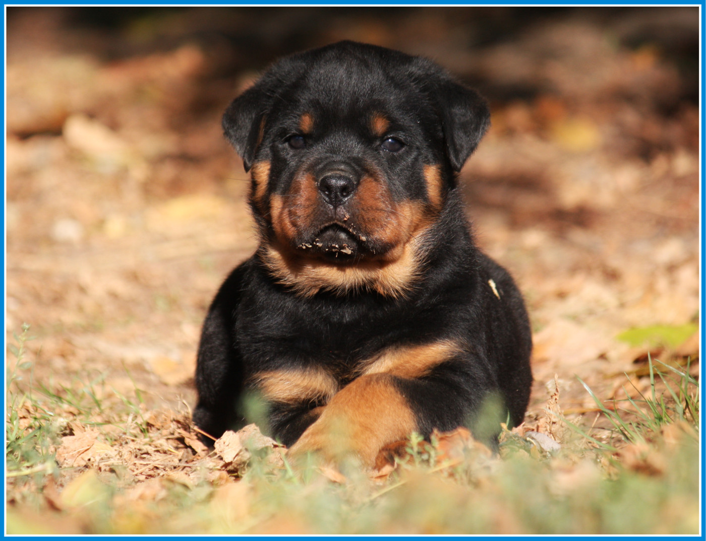 Vom Owane's Paradise - Chiots disponibles - Rottweiler