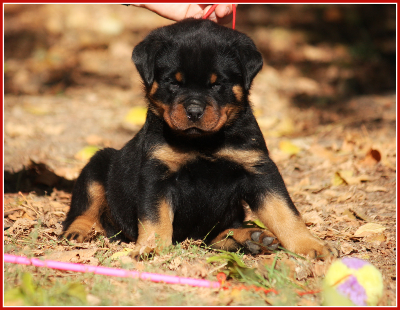 Vom Owane's Paradise - Chiots disponibles - Rottweiler