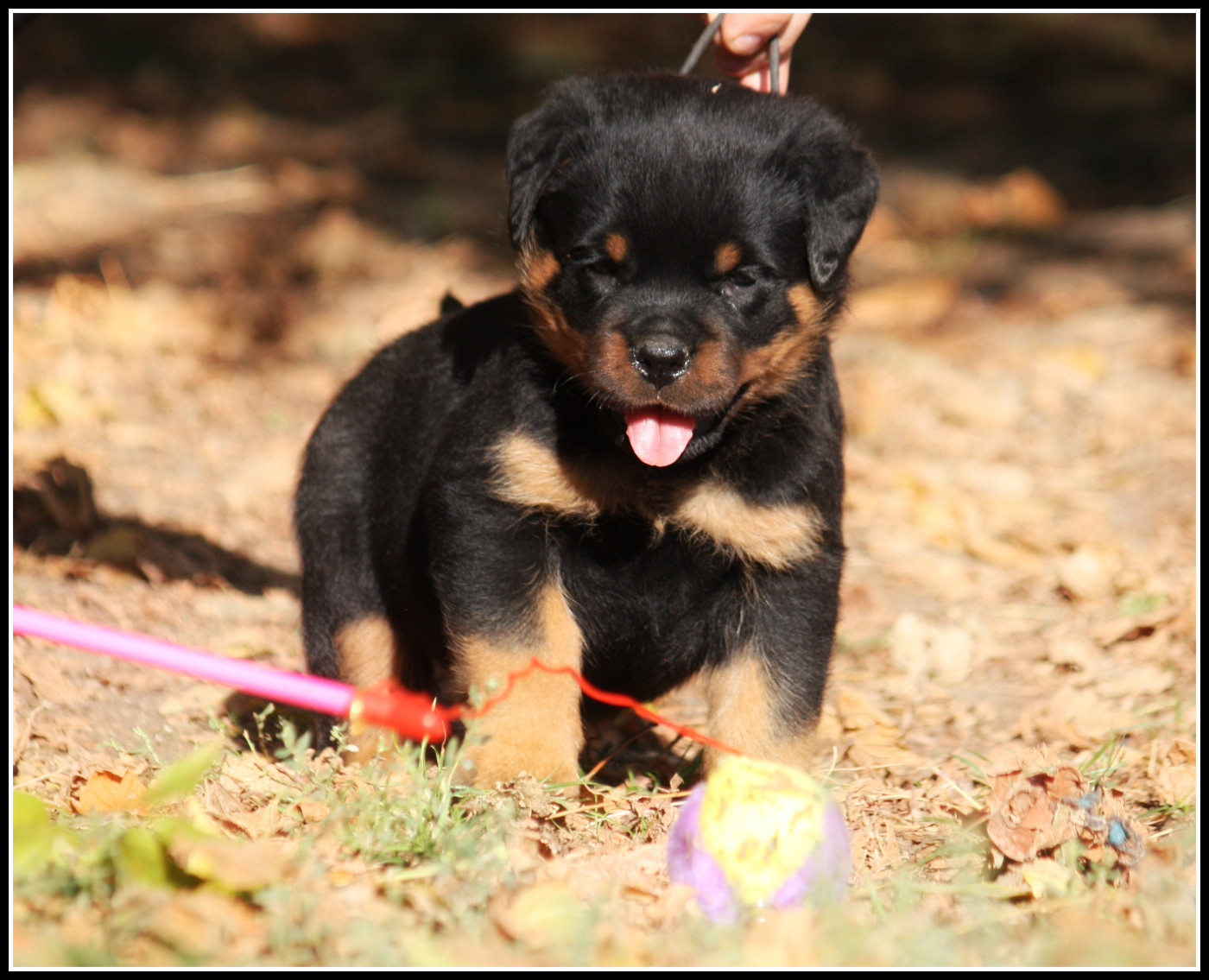 Vom Owane's Paradise - Chiots disponibles - Rottweiler