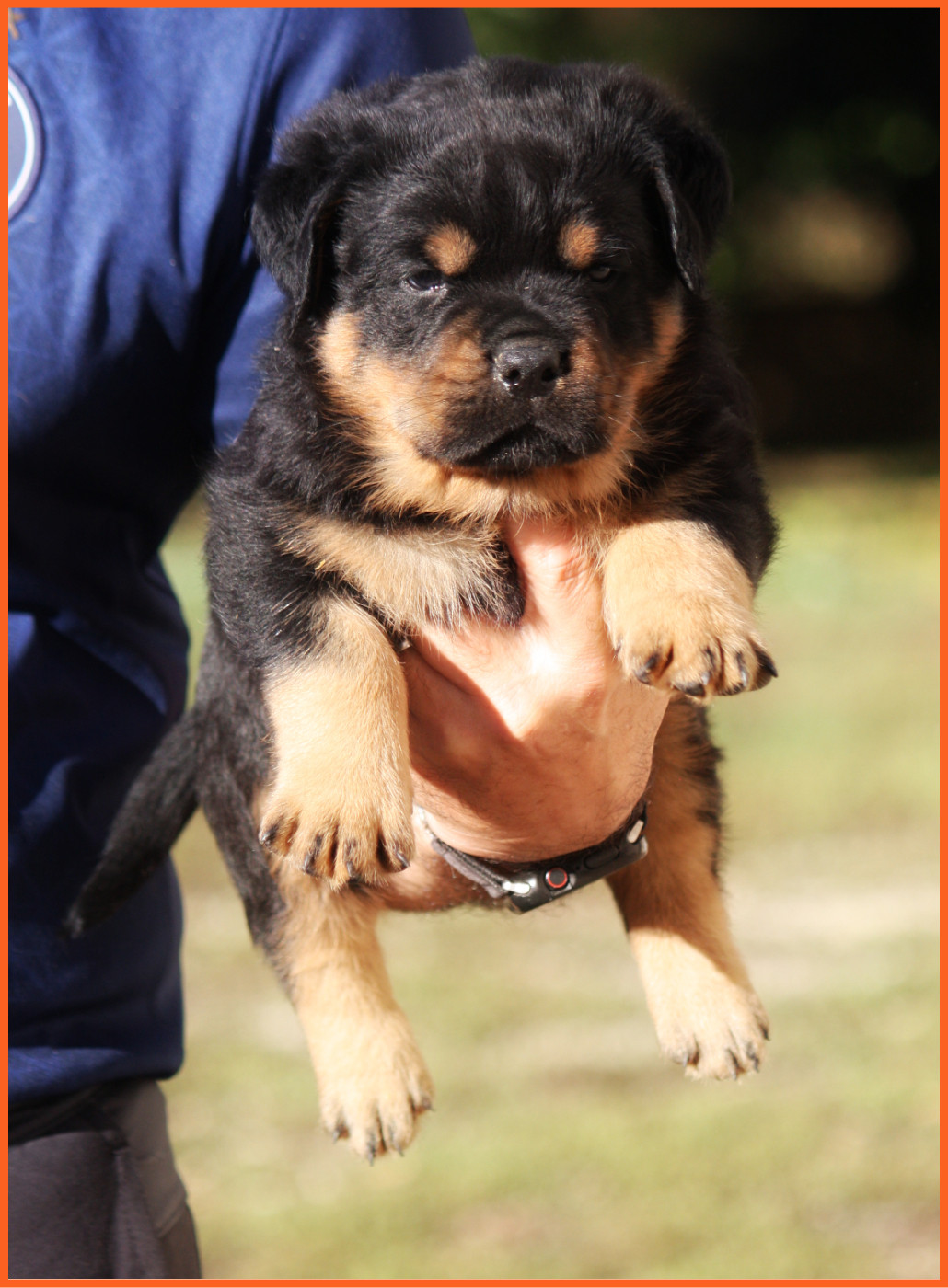 Vom Owane's Paradise - Chiots disponibles - Rottweiler
