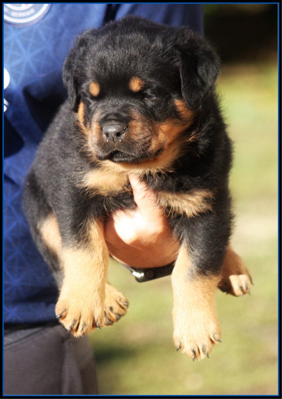 Vom Owane's Paradise - Chiots disponibles - Rottweiler