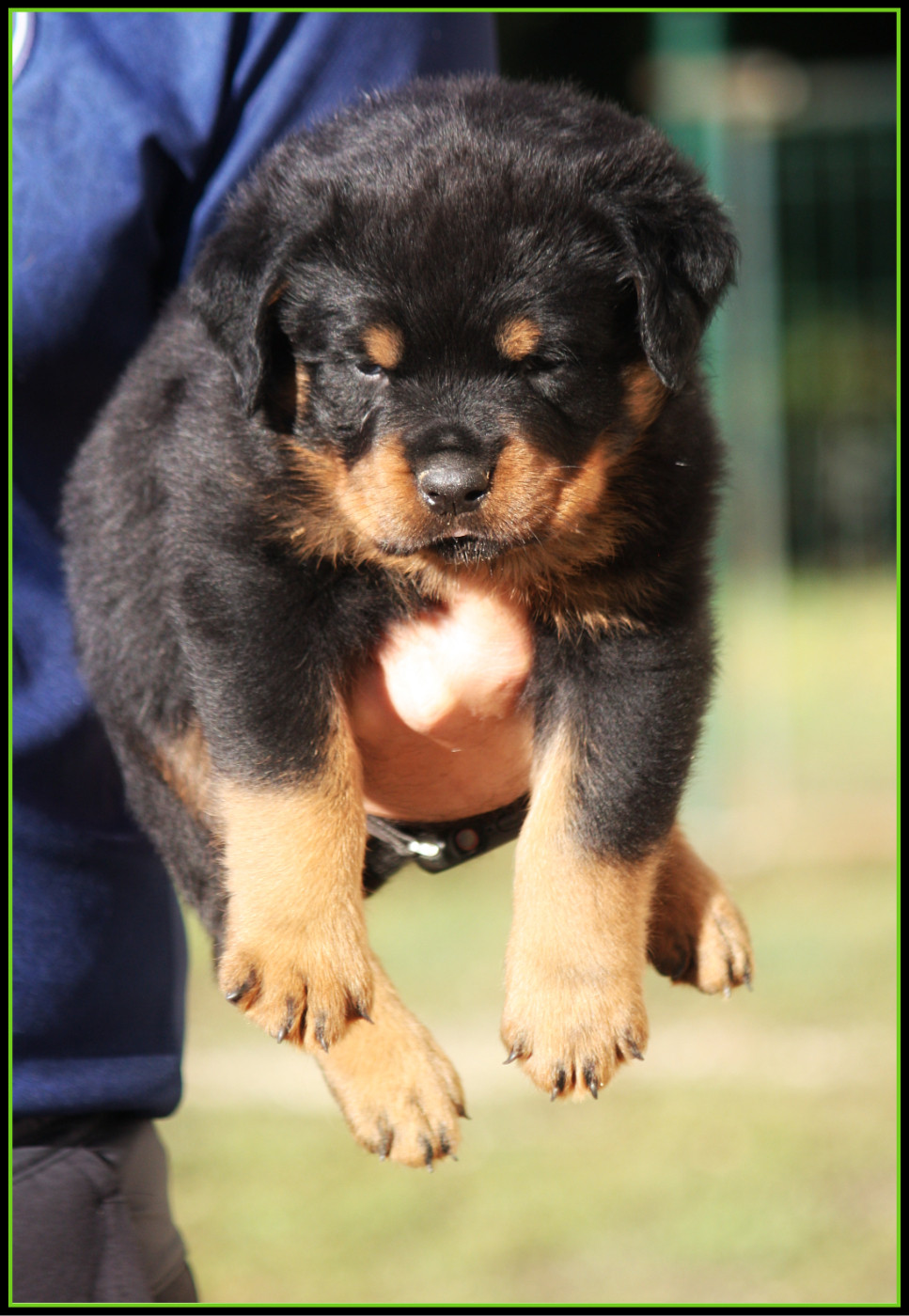 Vom Owane's Paradise - Chiots disponibles - Rottweiler
