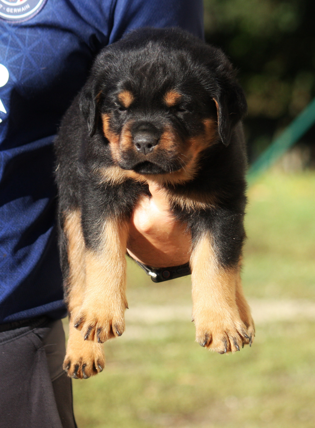 Vom Owane's Paradise - Chiots disponibles - Rottweiler