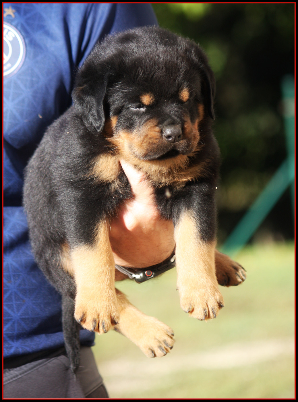 Vom Owane's Paradise - Chiots disponibles - Rottweiler