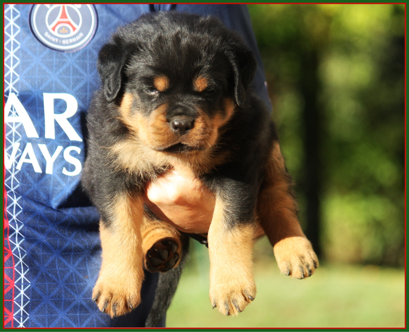 Vom Owane's Paradise - Chiots disponibles - Rottweiler