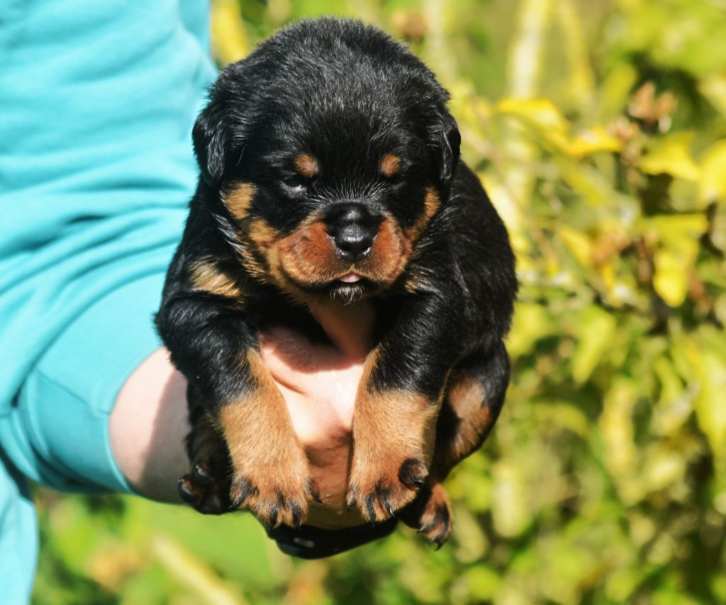 Vom Owane's Paradise - Chiots disponibles - Rottweiler