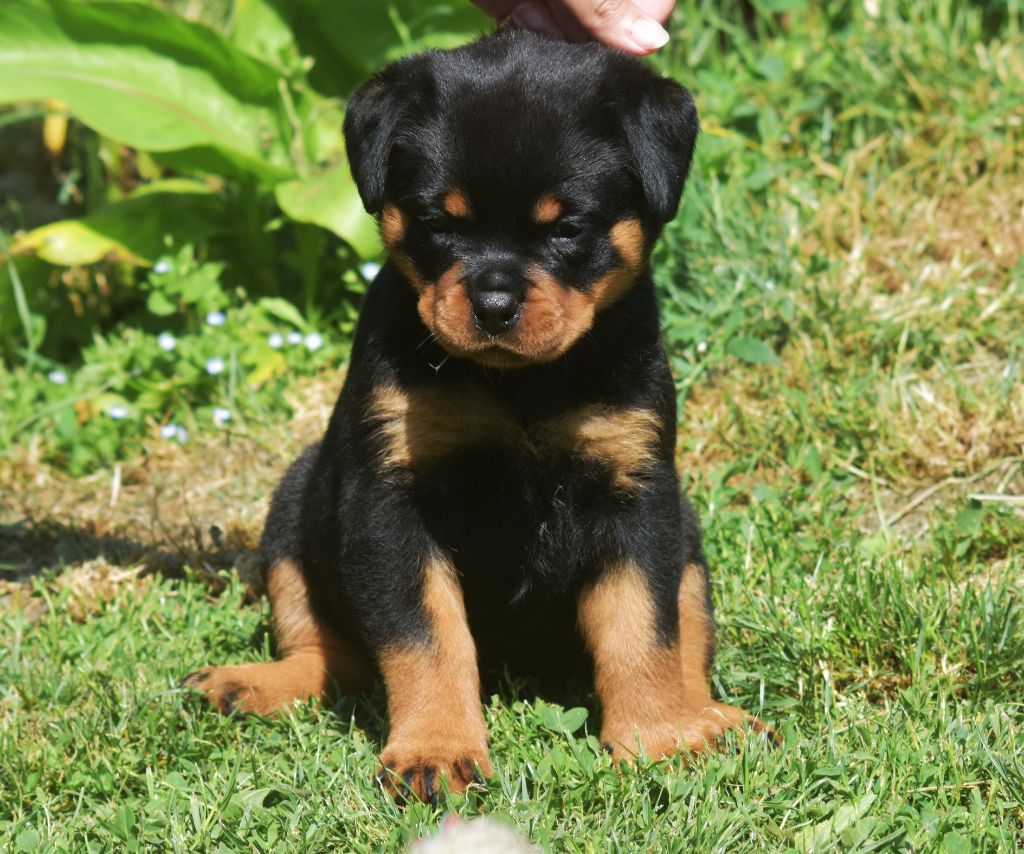Vom Owane's Paradise - Chiots disponibles - Rottweiler